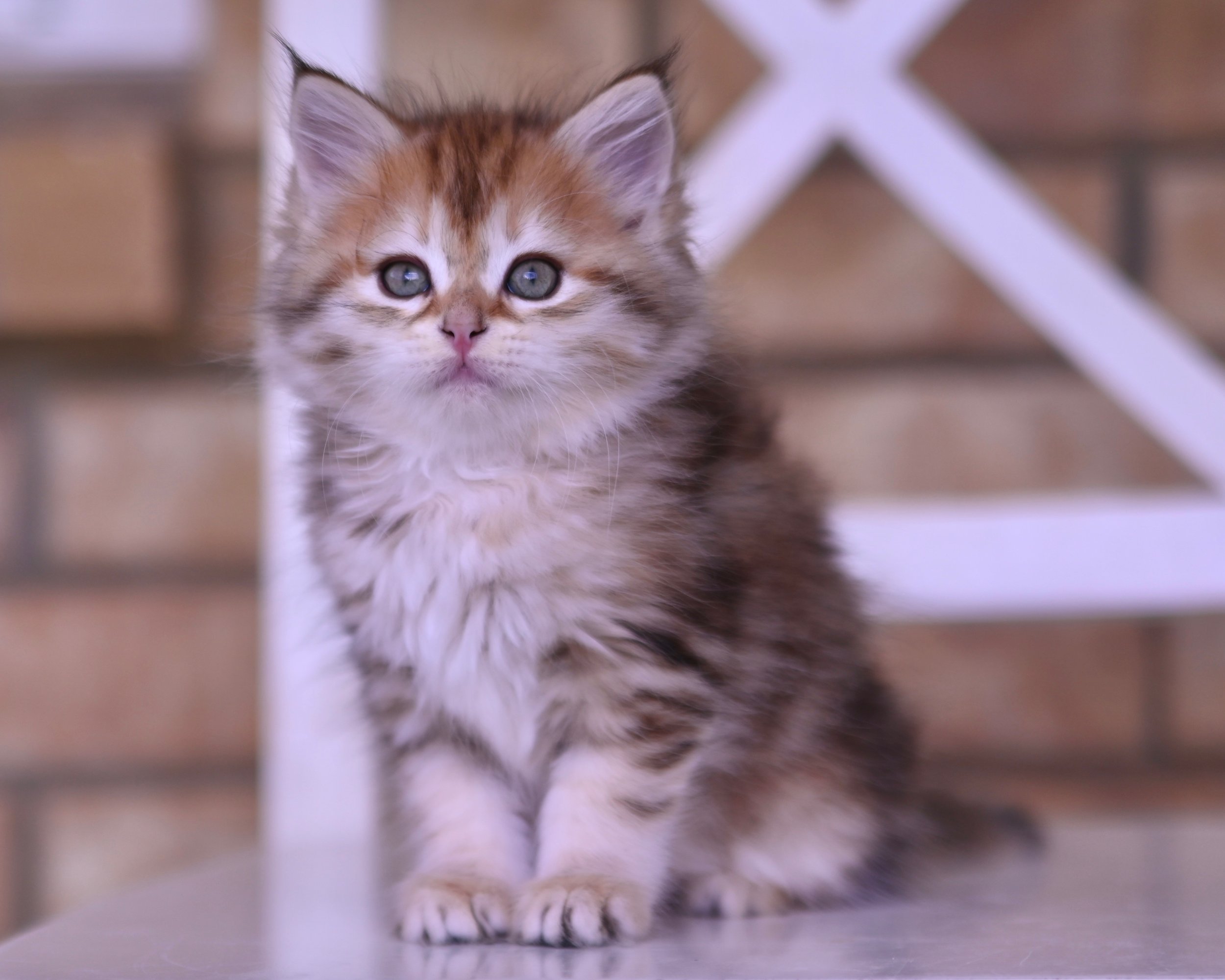 GALINA / FEMALE / TORBIE /  $2500