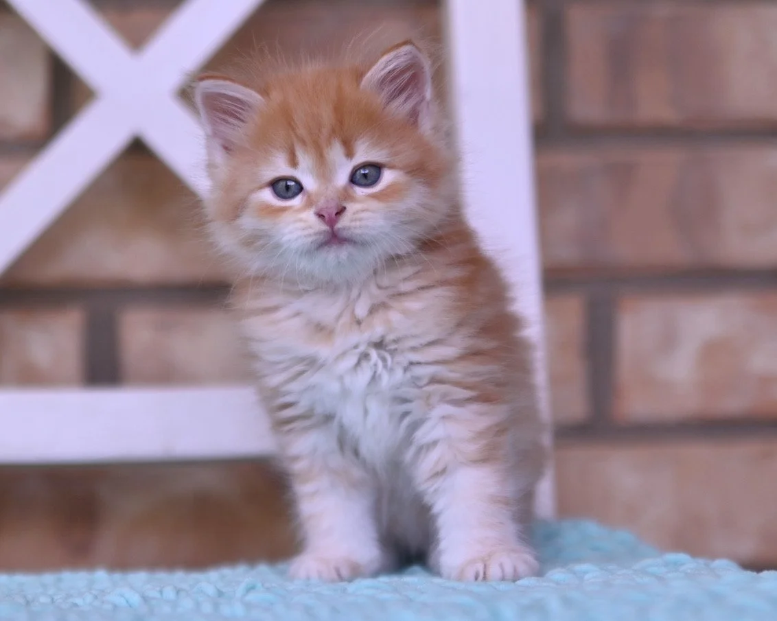 DOMINIK / MALE / RED TABY / $2500/ ADOPTED!
