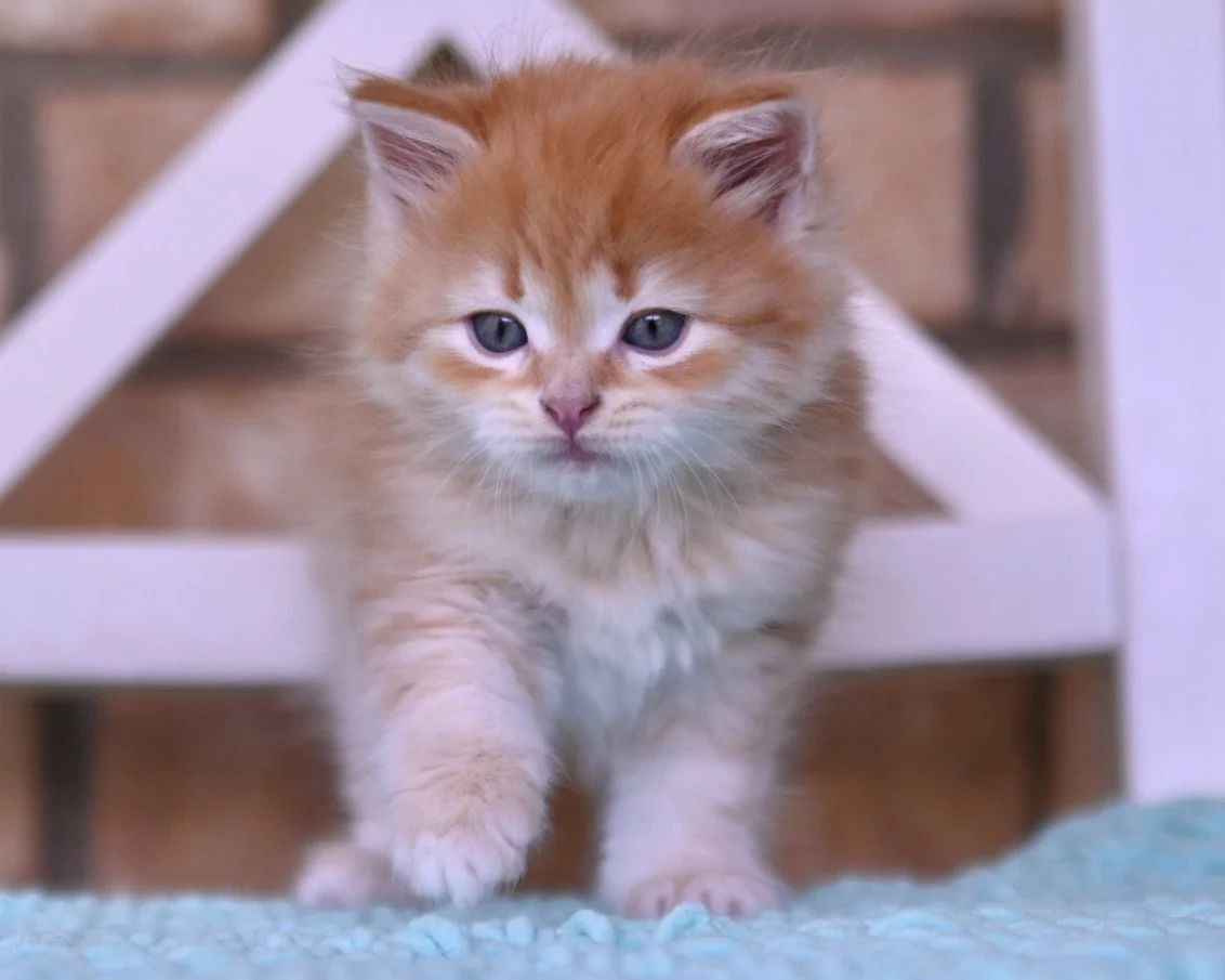 MAXIM / MALE / RED TABY / $2500