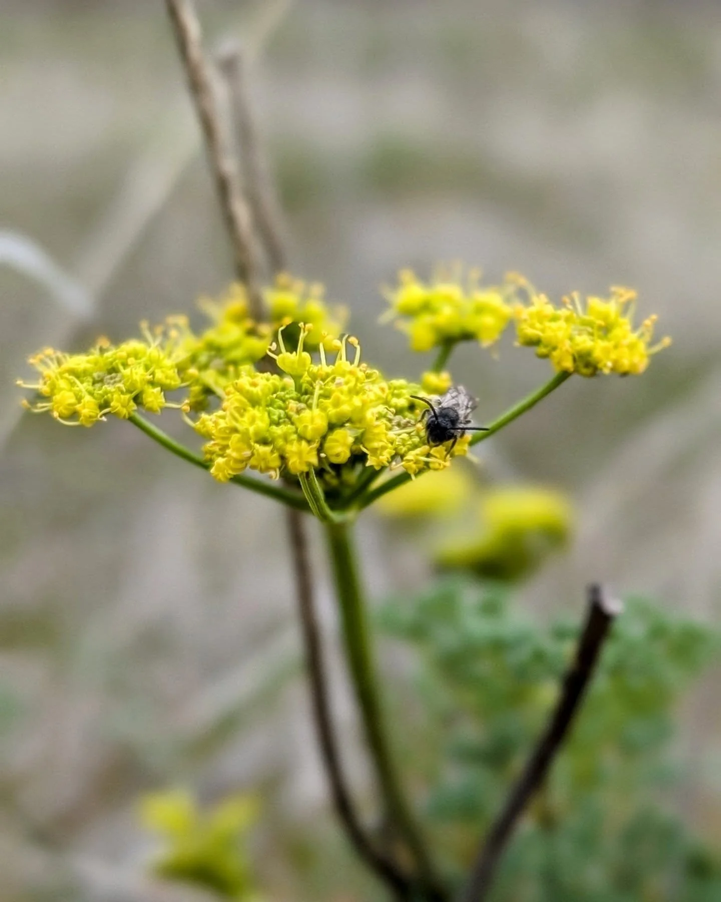 On my walk today...signs of Spring.  Delightful!

#onmywalktoday #nature #spring #blossoms #buds
#broumleyjudy
#jbroumleyphotoart