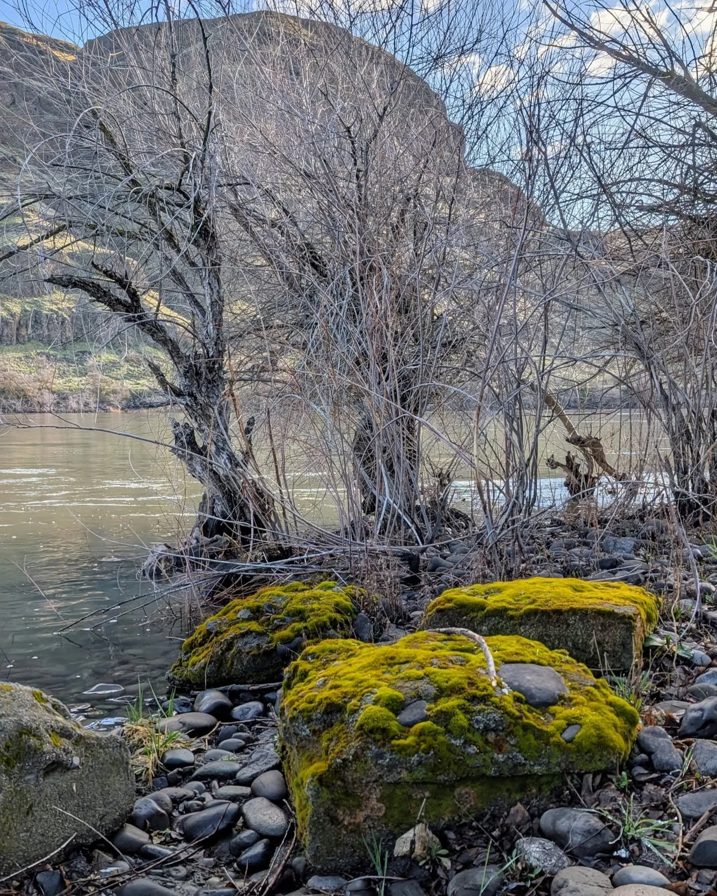 On my walk today...hope for Spring and a Red Wing Black Bird.  Musical!

#spring #snakeriver #nature #photography #redwingblackbird
#broumleyjudy