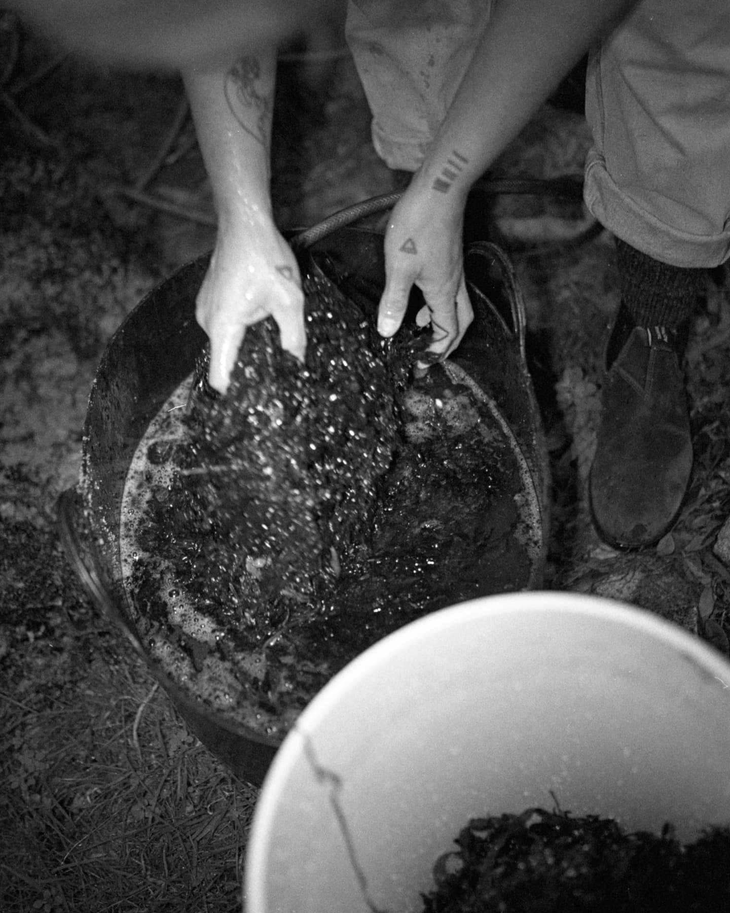Some moments from foraging @gunyahartists shot on film and processed in caffenol on-site during our residency 🌱 Check out the recipe page on our website for some info about how we make these extractions ✨ our residency report is also up on the Gunya