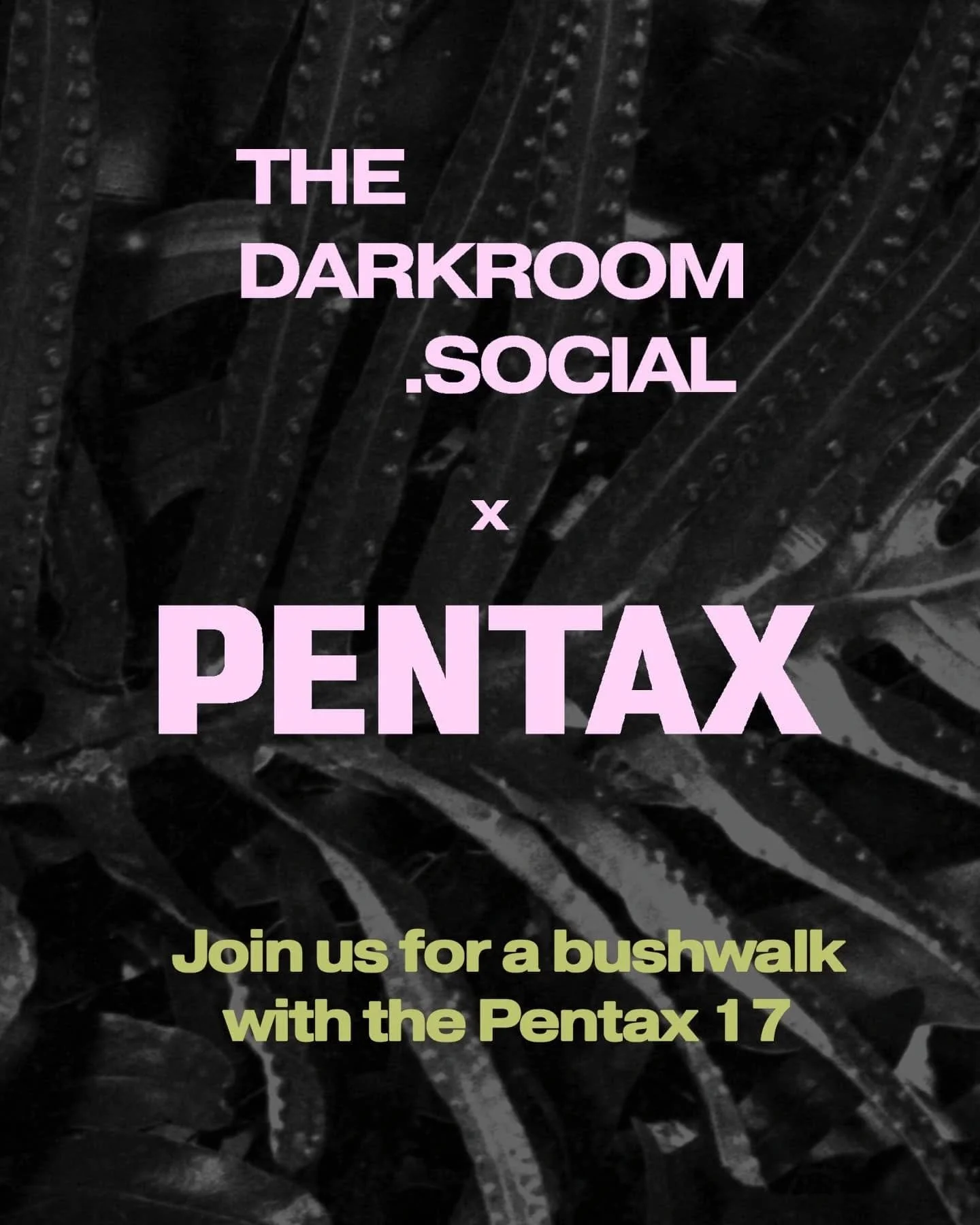 Very excited about our next event happening on 27th September - a photo bushwalk with Pentax where you and a friend will collaboratively shoot a roll of diptychs using a Pentax 17 🌱
At the end of the walk we will demo outdoor film processing using a