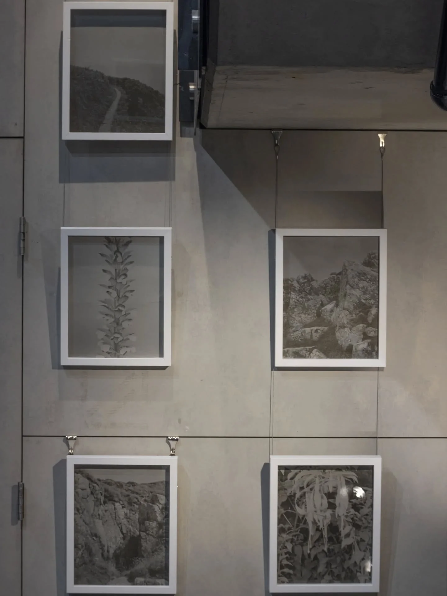 We have some botanical prints showing @brandxinc
until January 🌱
Printed collaboratively in the photographic darkroom, Site Reciprocity explores the potential of a reciprocal relationship between photography and site.
To make this project, we fora