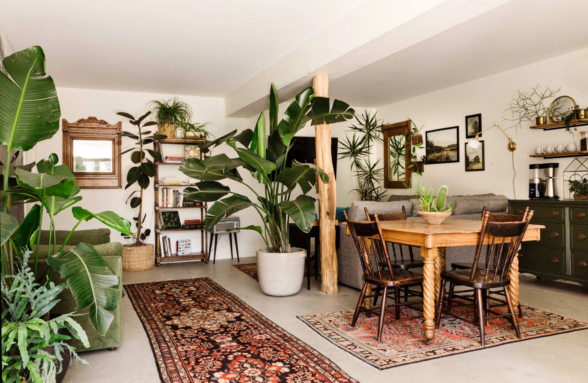 Bohemian living room interior with Kilim rugs and large scale green potted house plants.