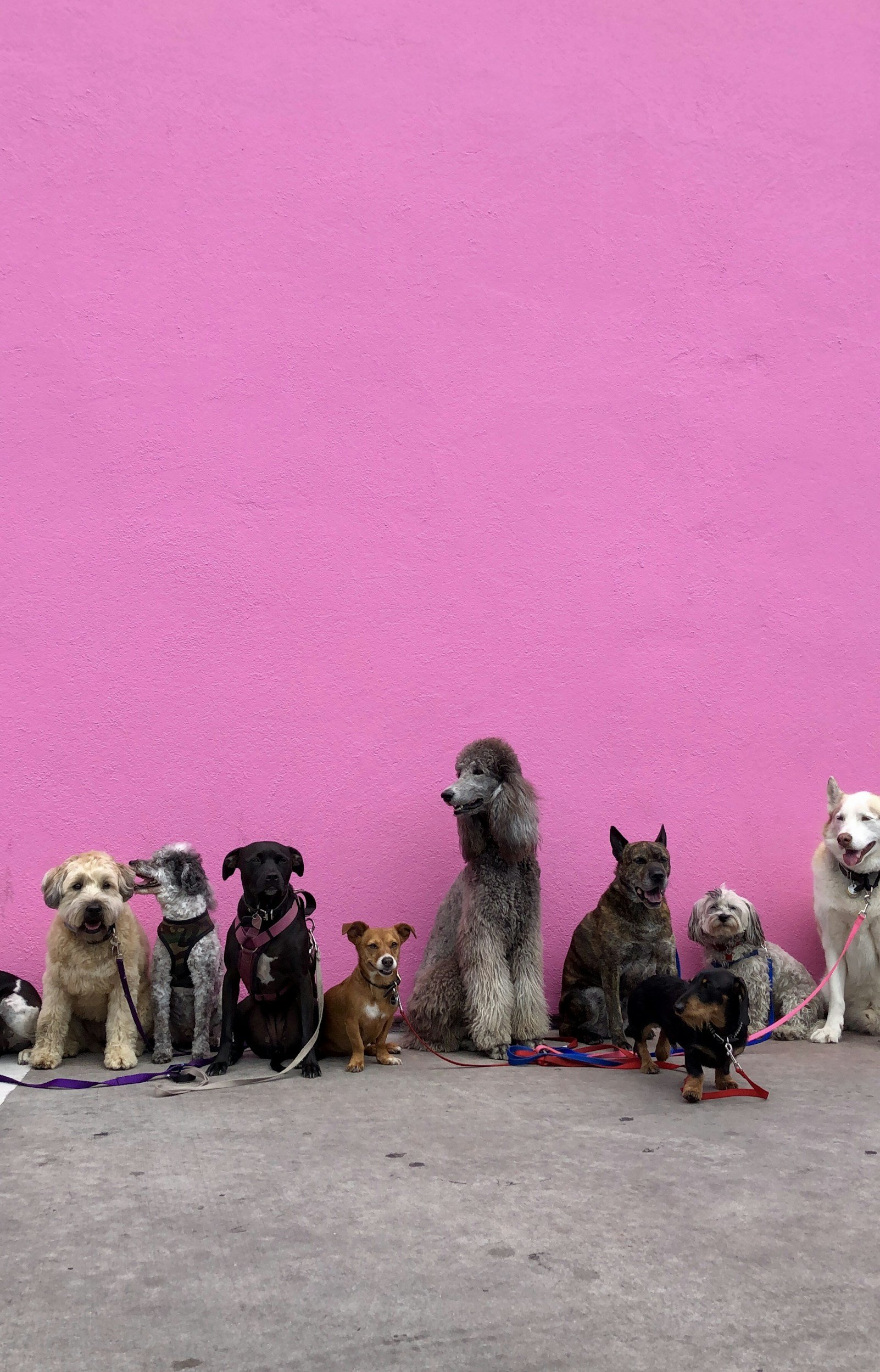 Line of eleven dogs of various breeds and sizes sitting against a pink wall on a gray floor.