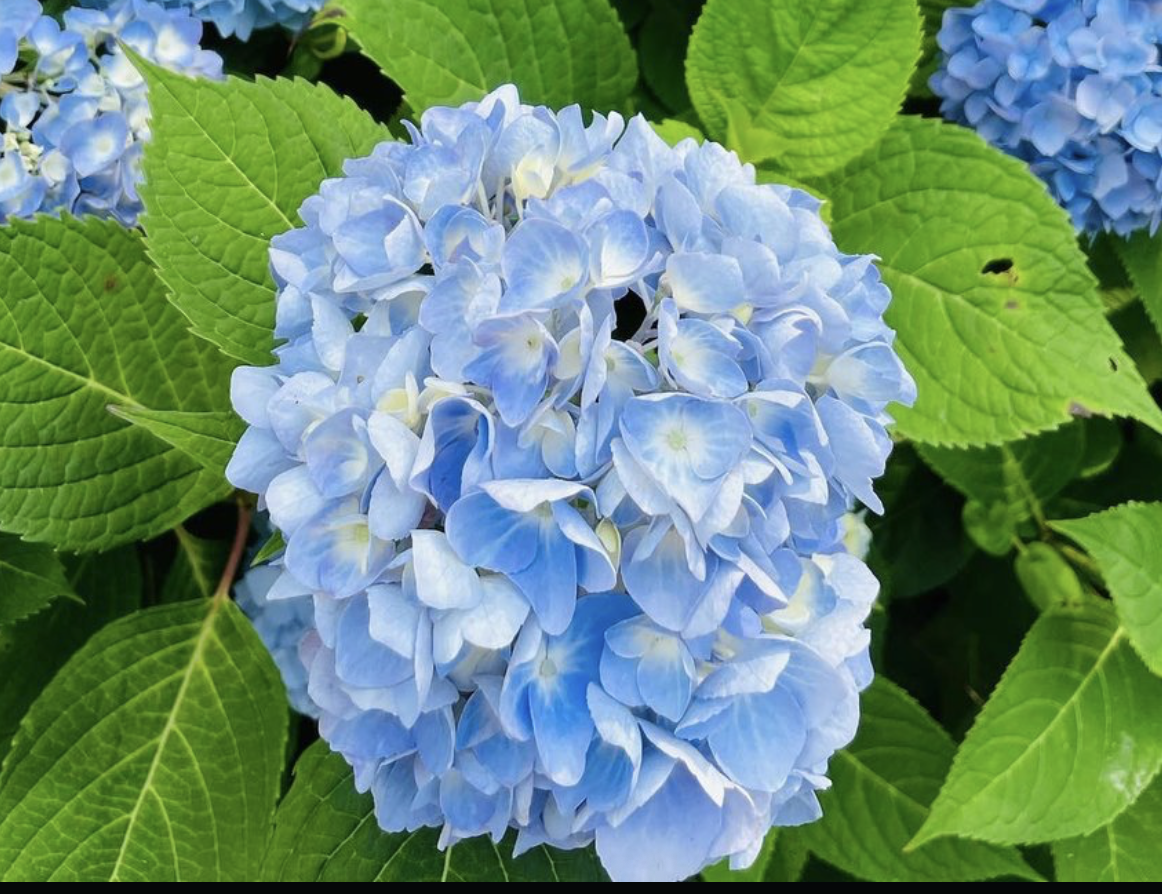 Hydrangea Festival