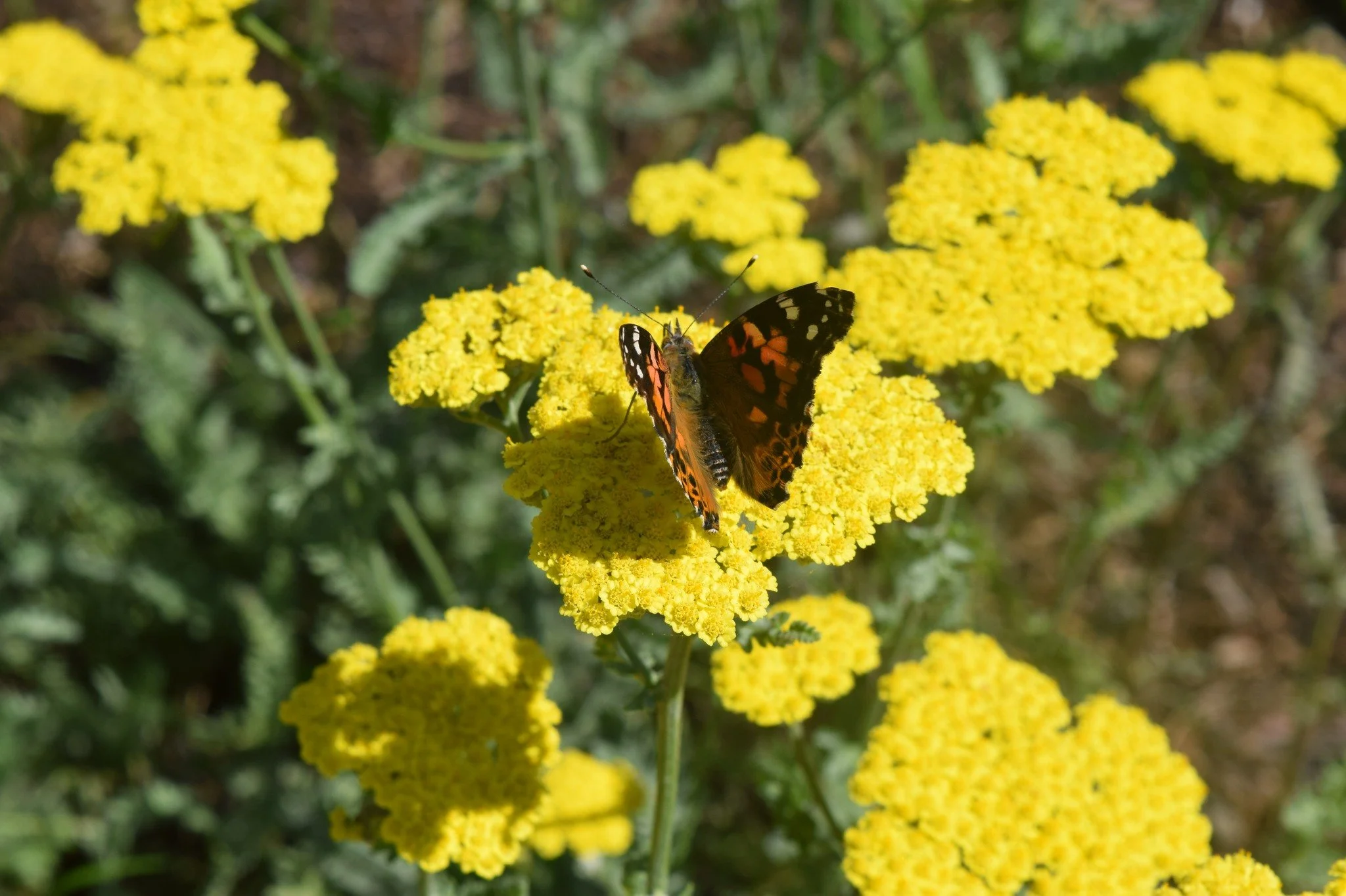 Spring into Habitat: Nurturing Nature in Your Yard