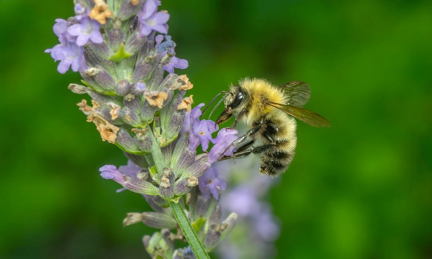 Winter Webinar: Pesticide-Free Landscapes for Pollinators and People: How We Can Help