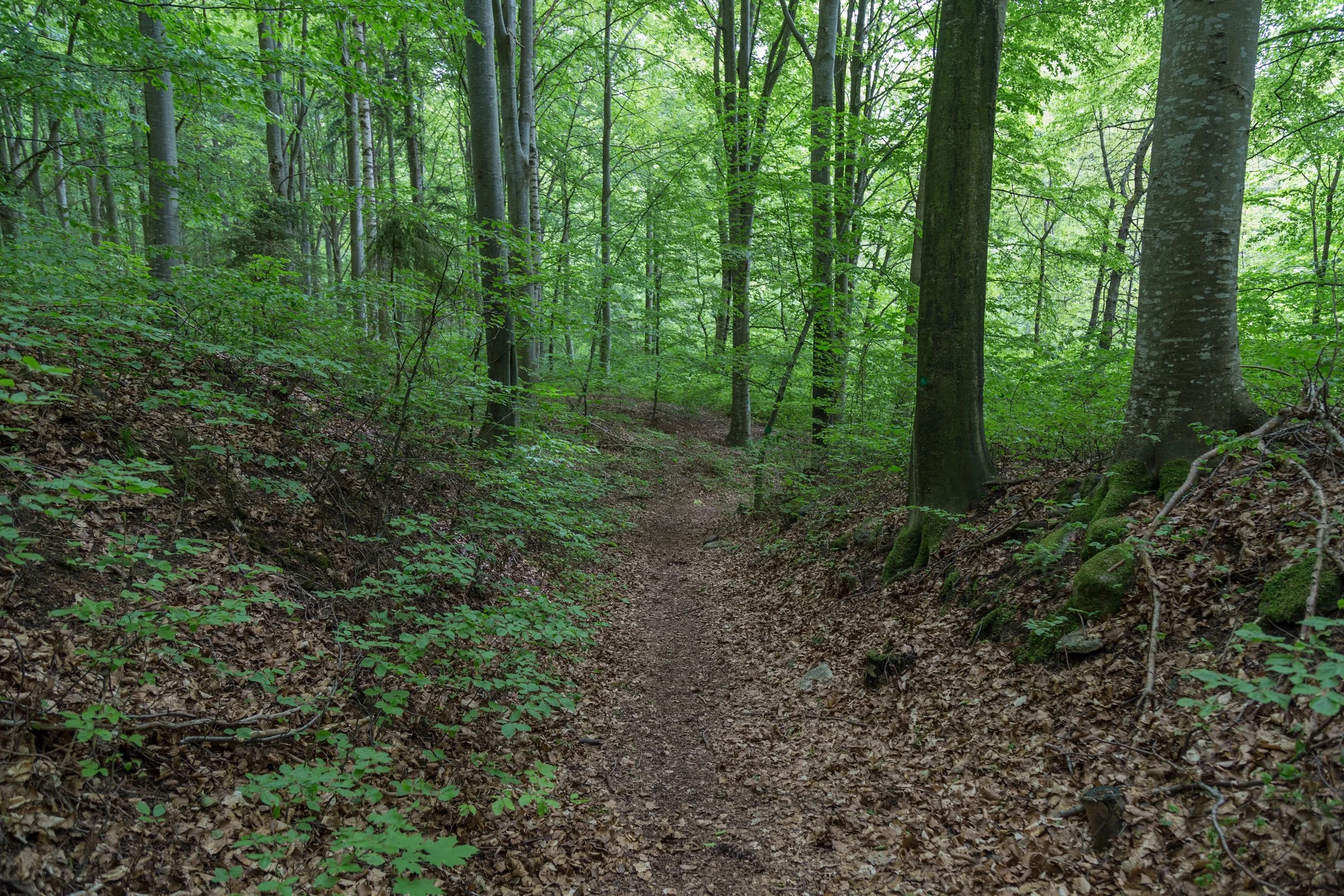 Exploring on the Trail with Amy Burt of Wildlands Trust