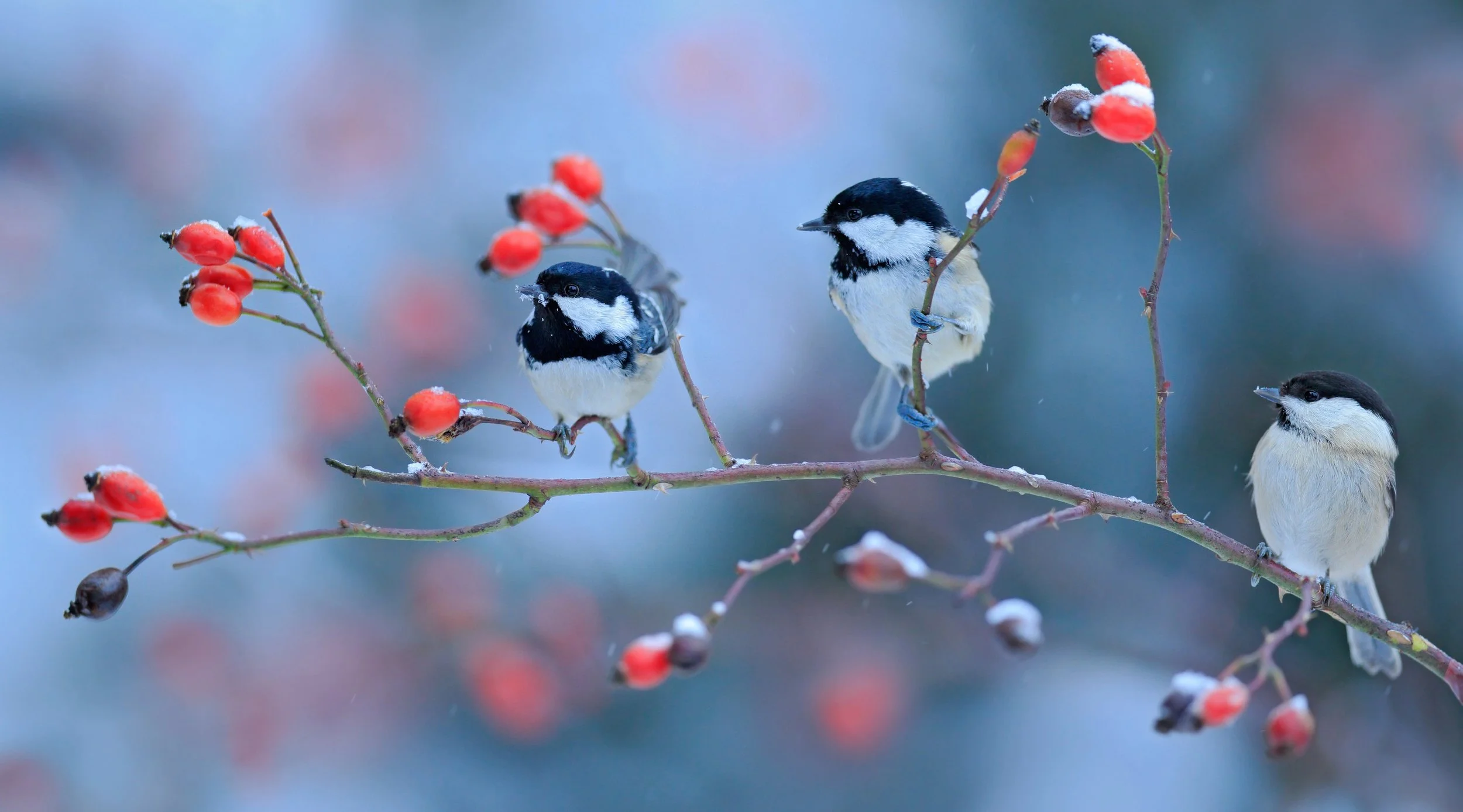 Bird Friendly Backyards Lecture