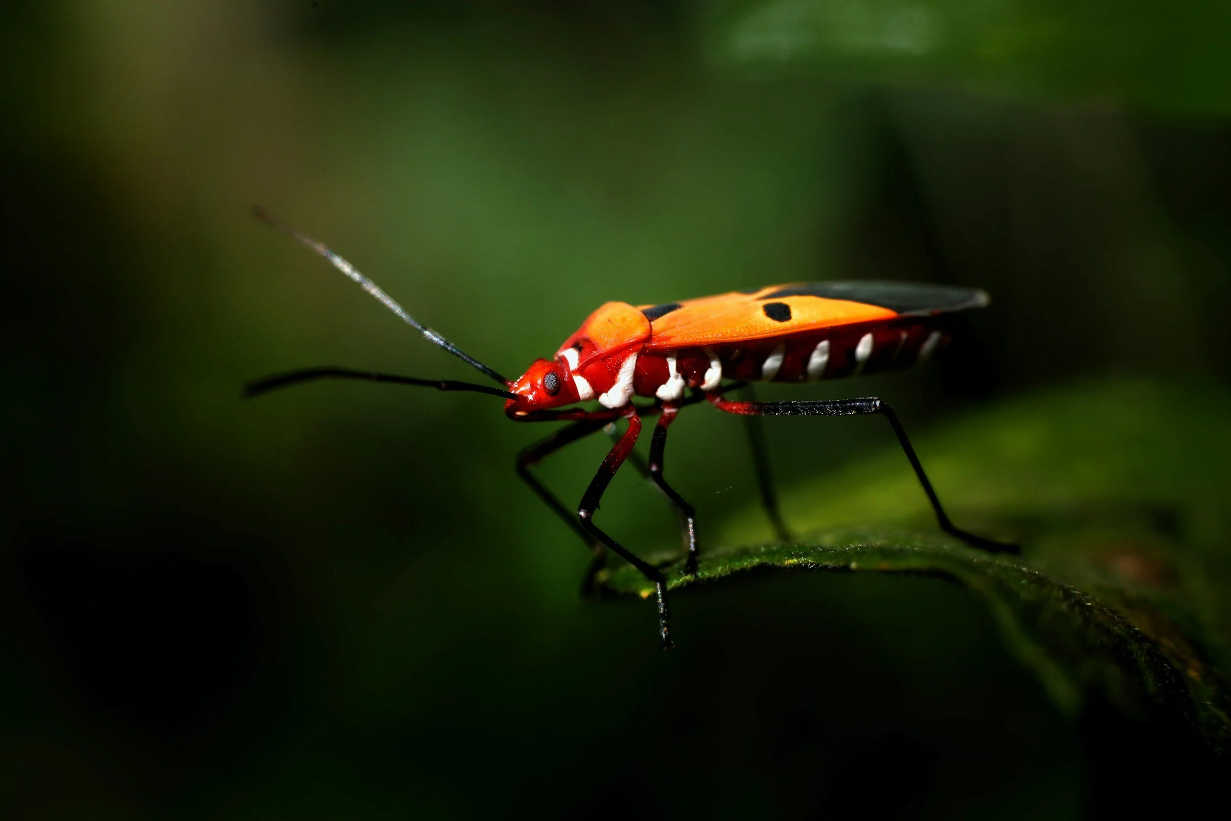 Insect Mythology