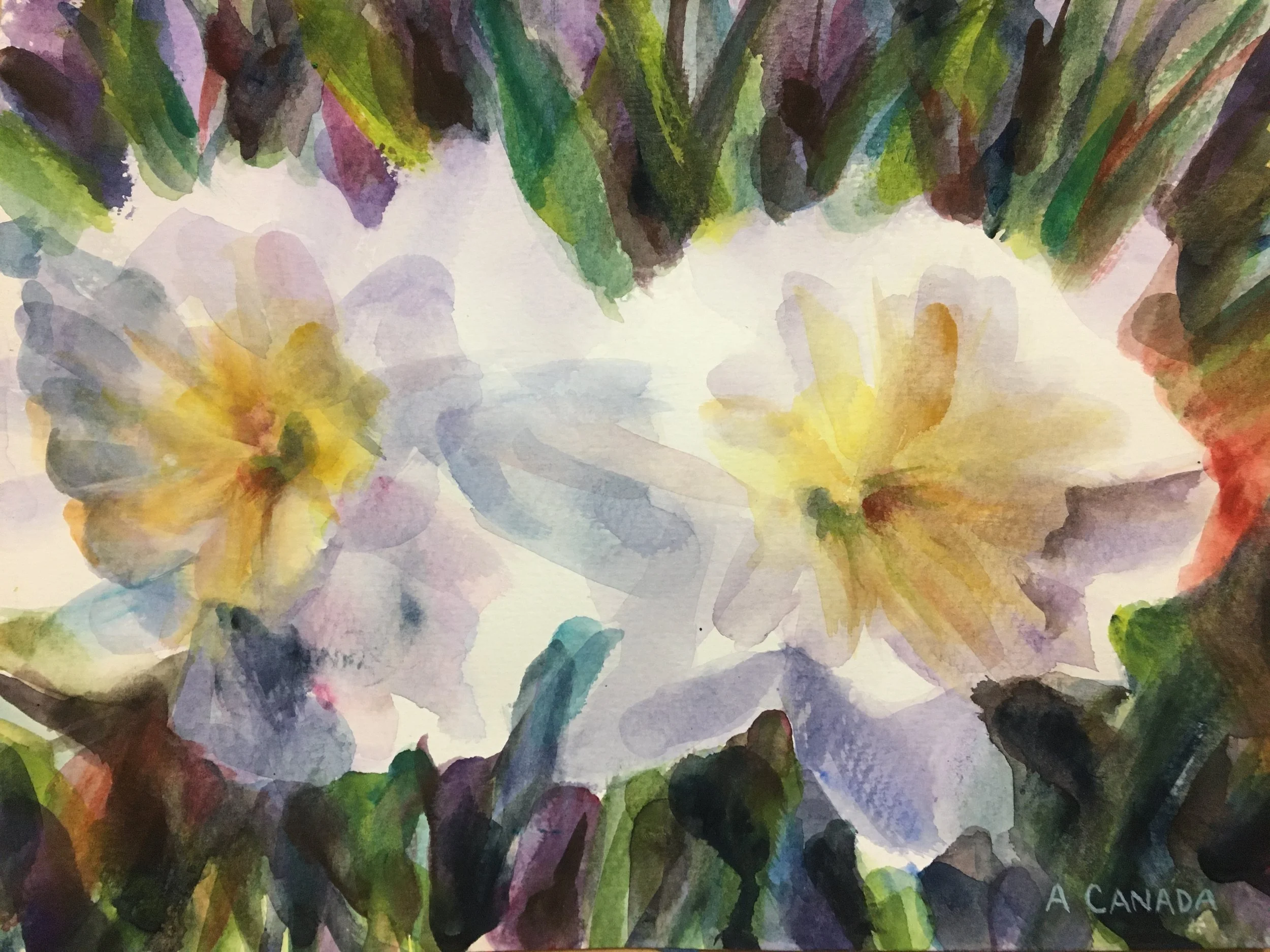 Daffodil Duo, 2026.  Watercolor, 9 x 12.
