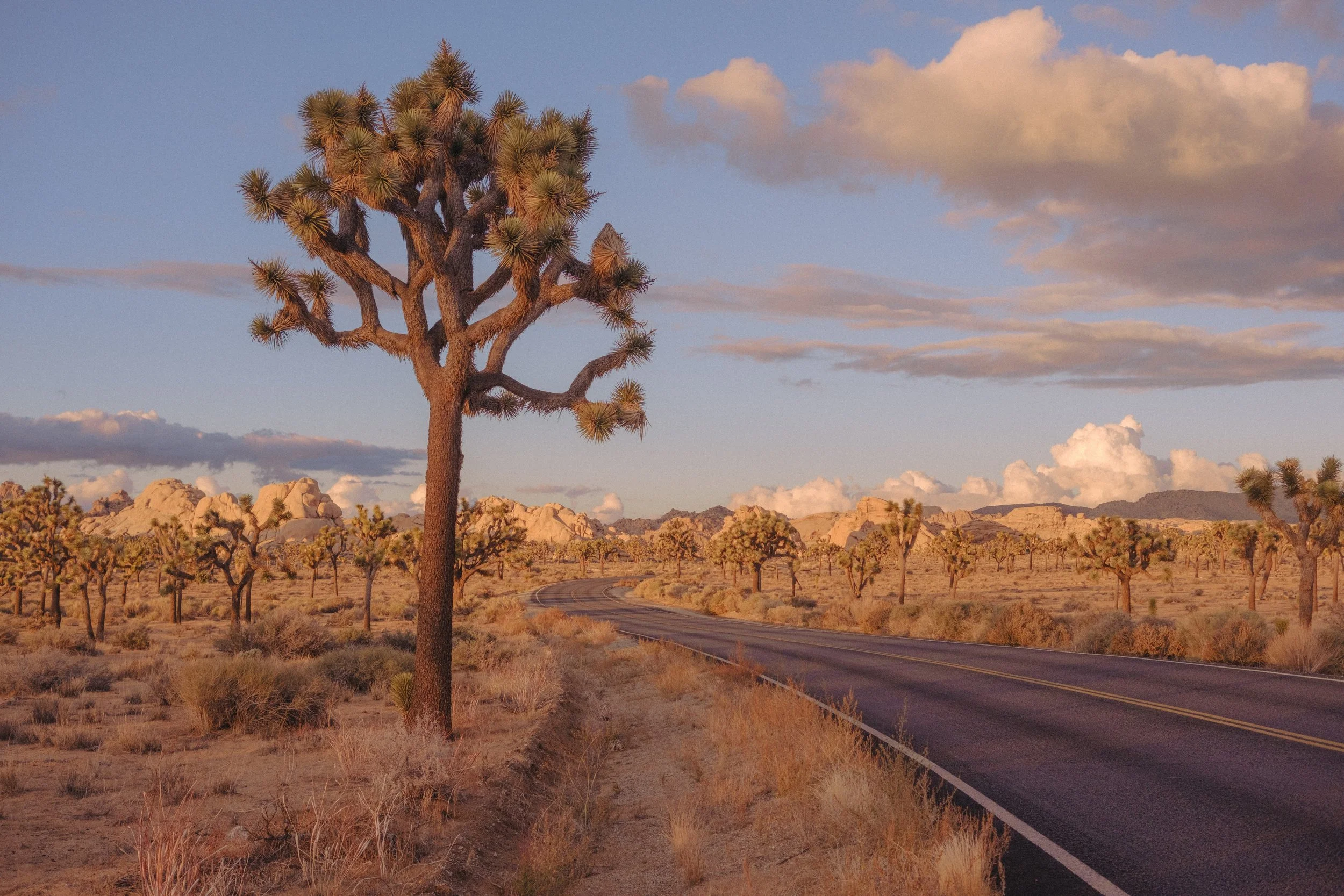 A desert landscape with a single Joshua tree in the foreground, a winding road, and numerous other Joshua trees in the background, under a partly cloudy sky during sunset or sunrise.