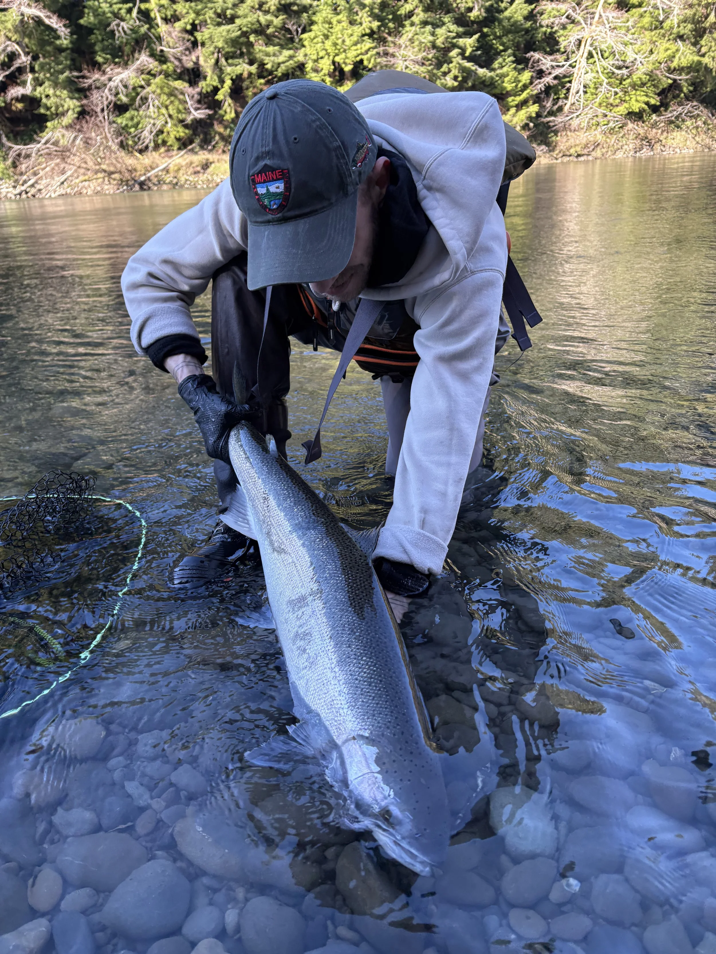 2/24/2026 - Bogey Steelhead, Hen, Len: 36.5. Blue Scale
