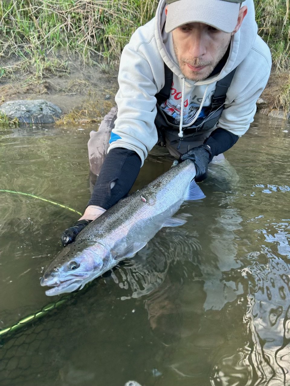 02/14/2026 - Bogey Steelhead, Buck, Len: ? Blue scale