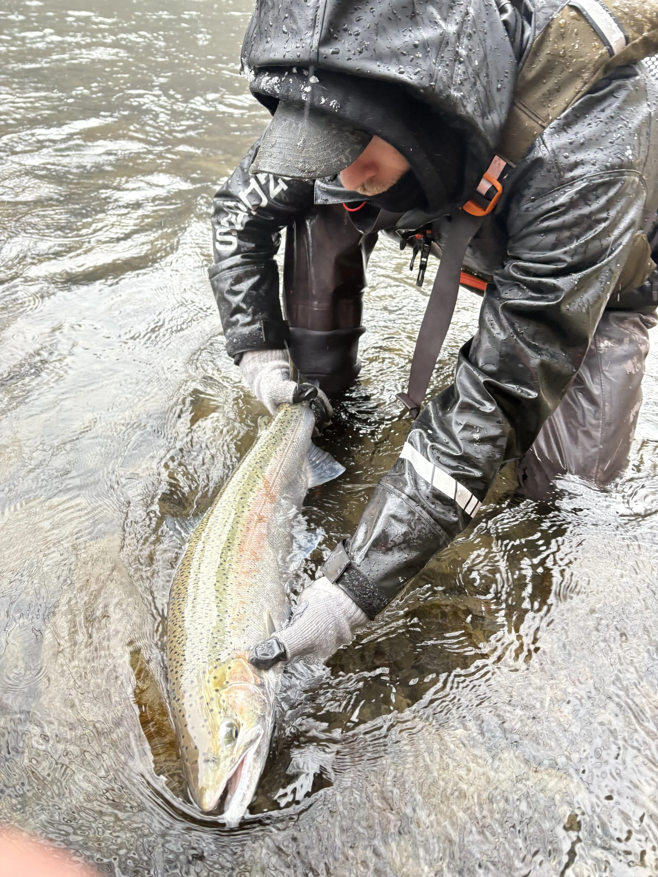2/18/2026 - Bogachiel Steelhead, Buck, Len: 29. Blue scale