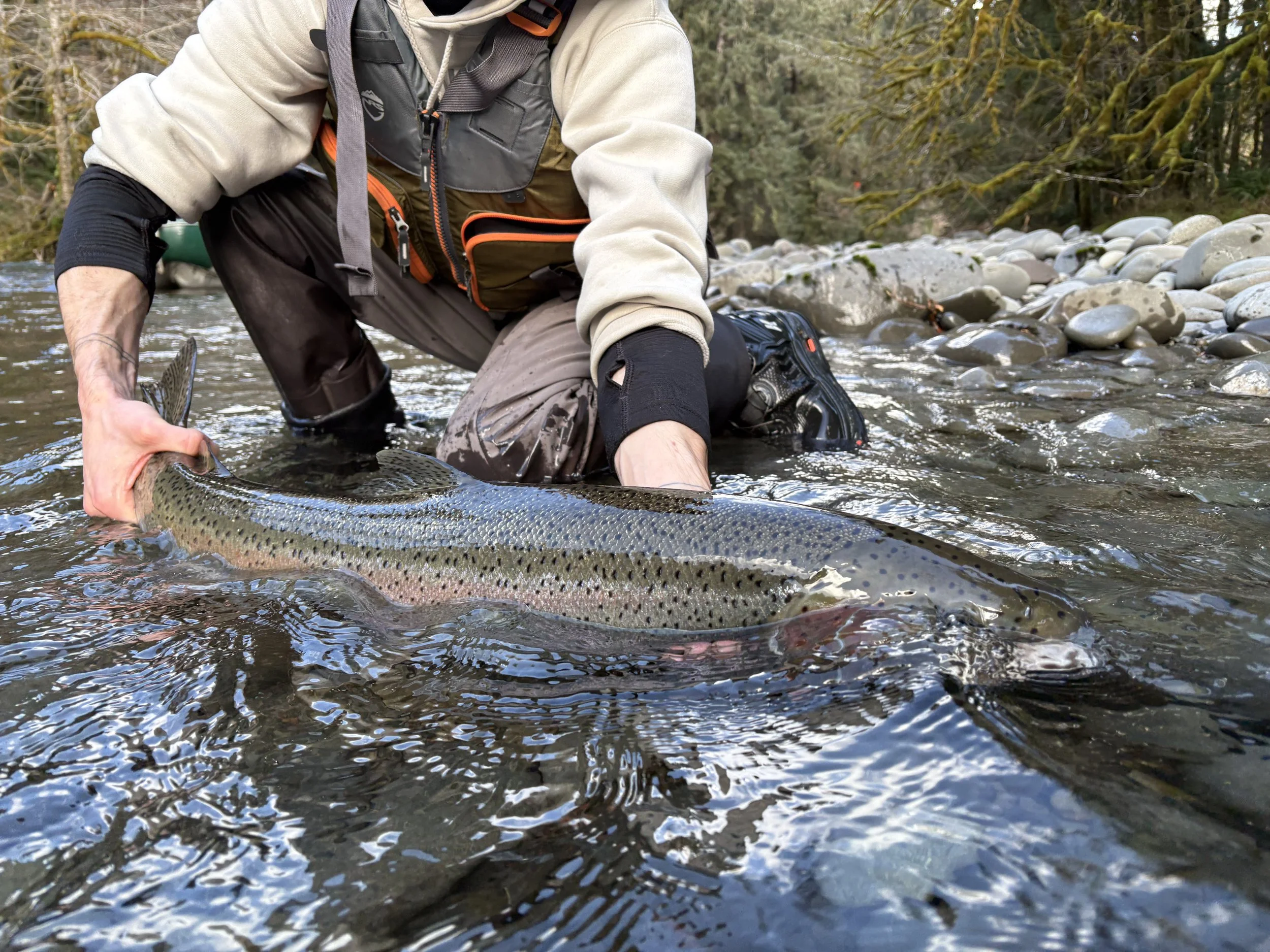 2026 Olympic Peninsula Winter Steelhead - Thoughts and Recap