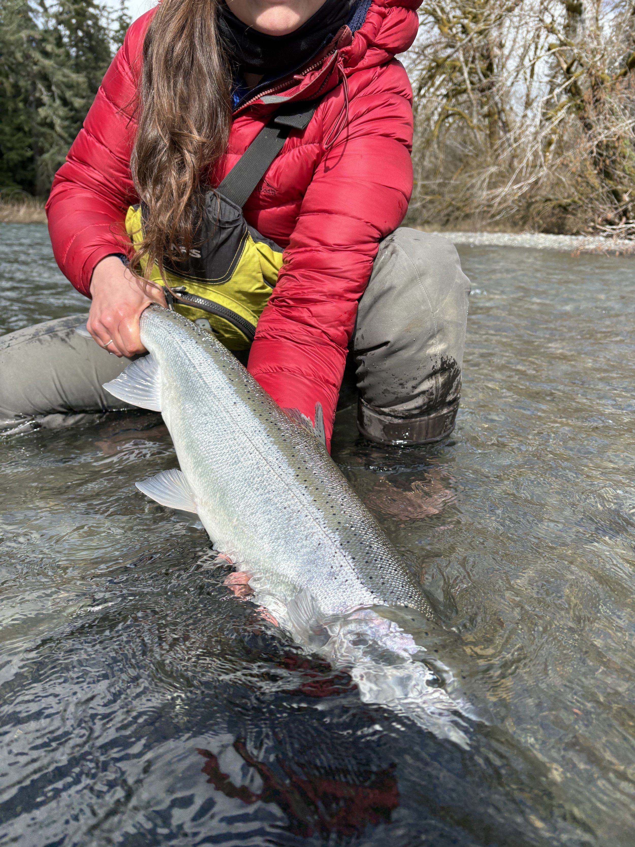 3/021/2026 - Duc Steelhead, Hen, Len: ? (~32/33). NFL