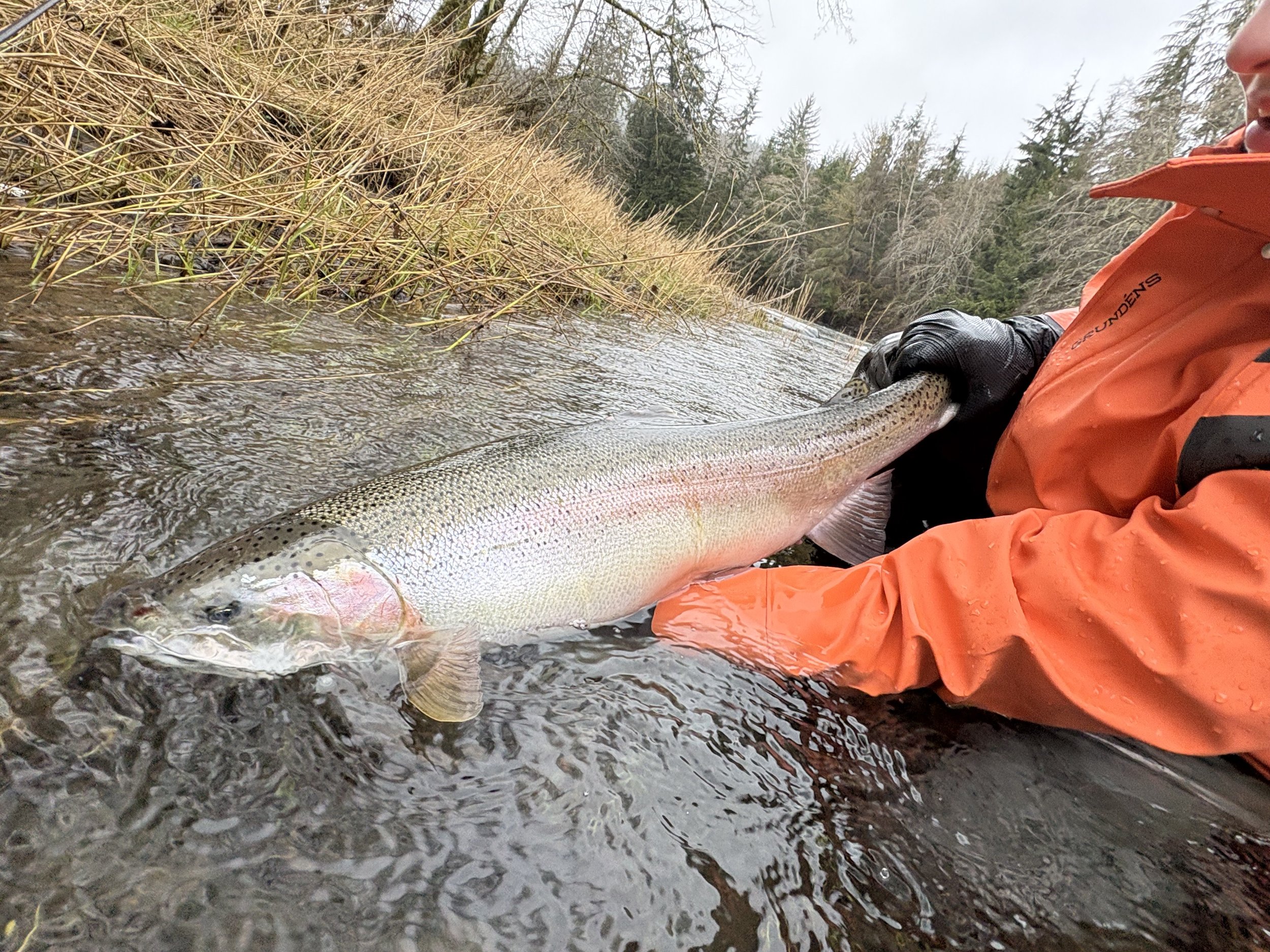 A person in an orange waterproof jacket holding a large rainbow trout in a shallow river with grass and trees in the background.