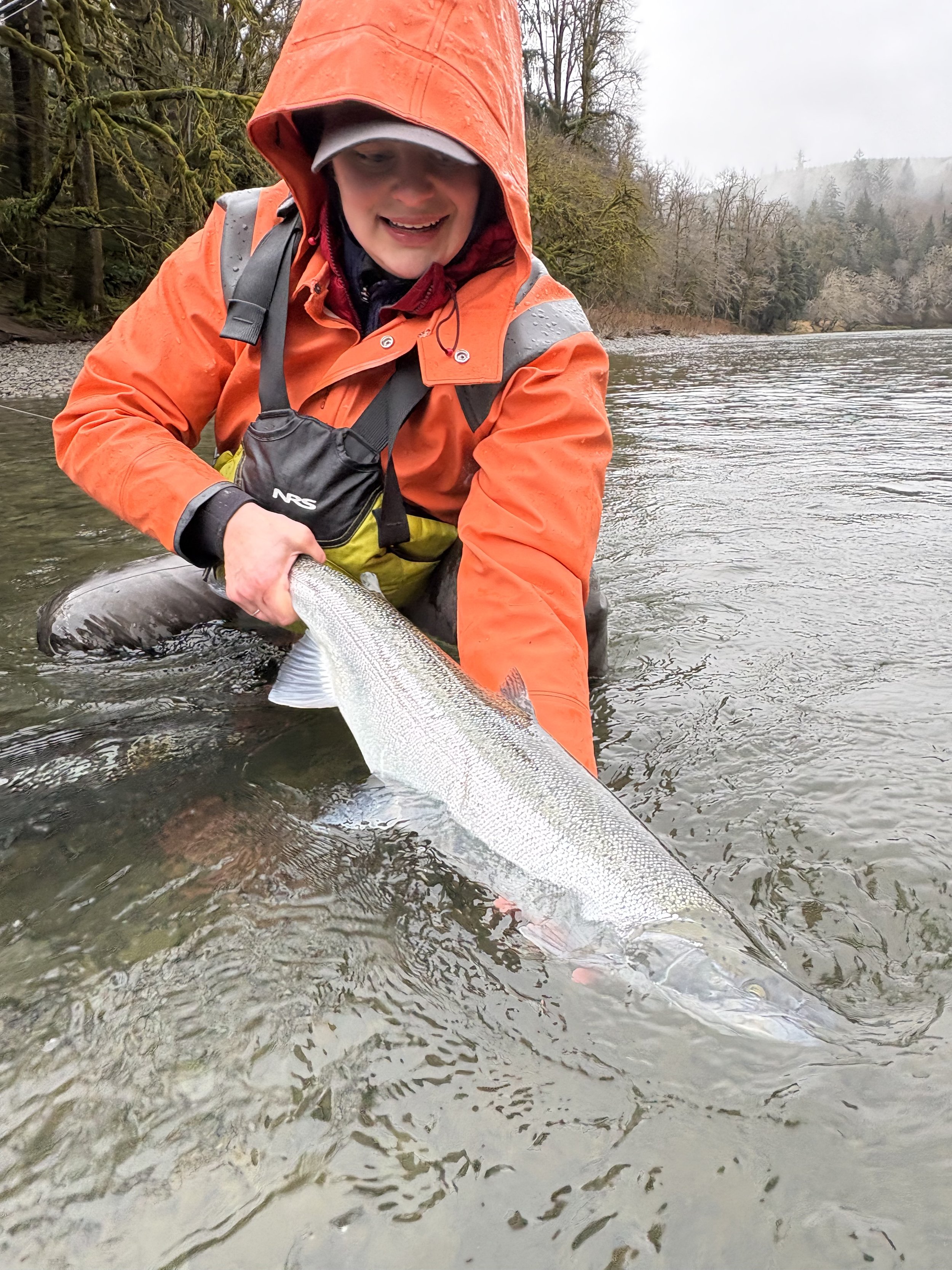 2/16/2026 - Bogachiel Steelhead, Hen, Len: ~31. Blue scale