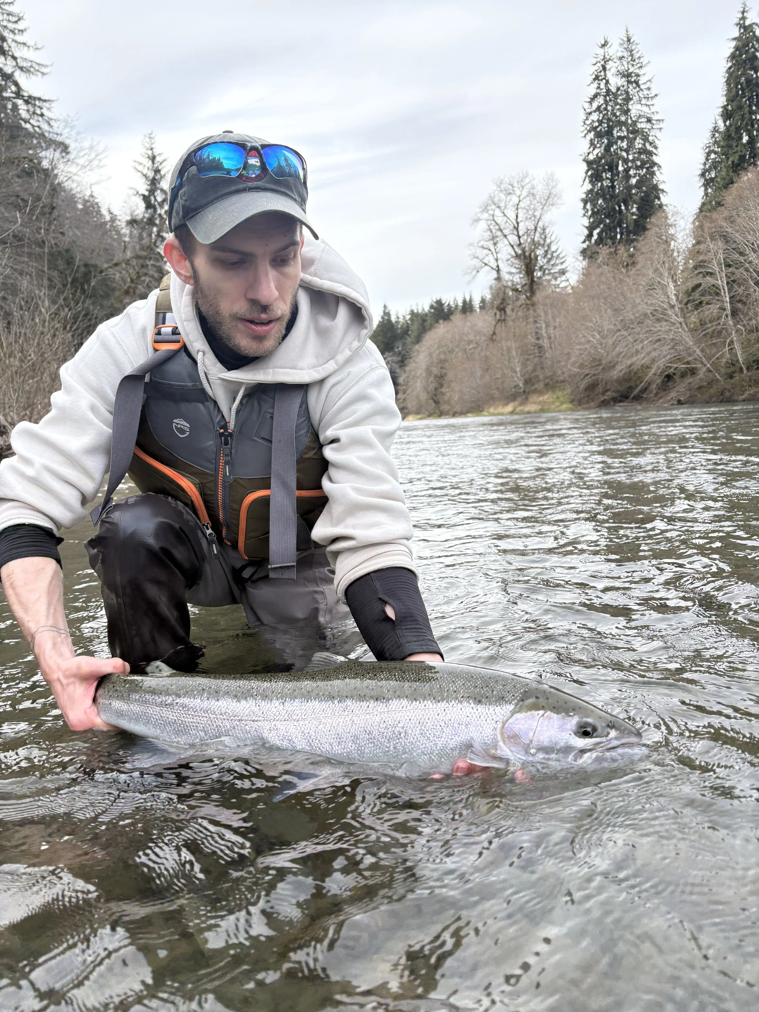 03/27/2026 - Bogey Steelhead, Hen, Len: 31 Blue scale