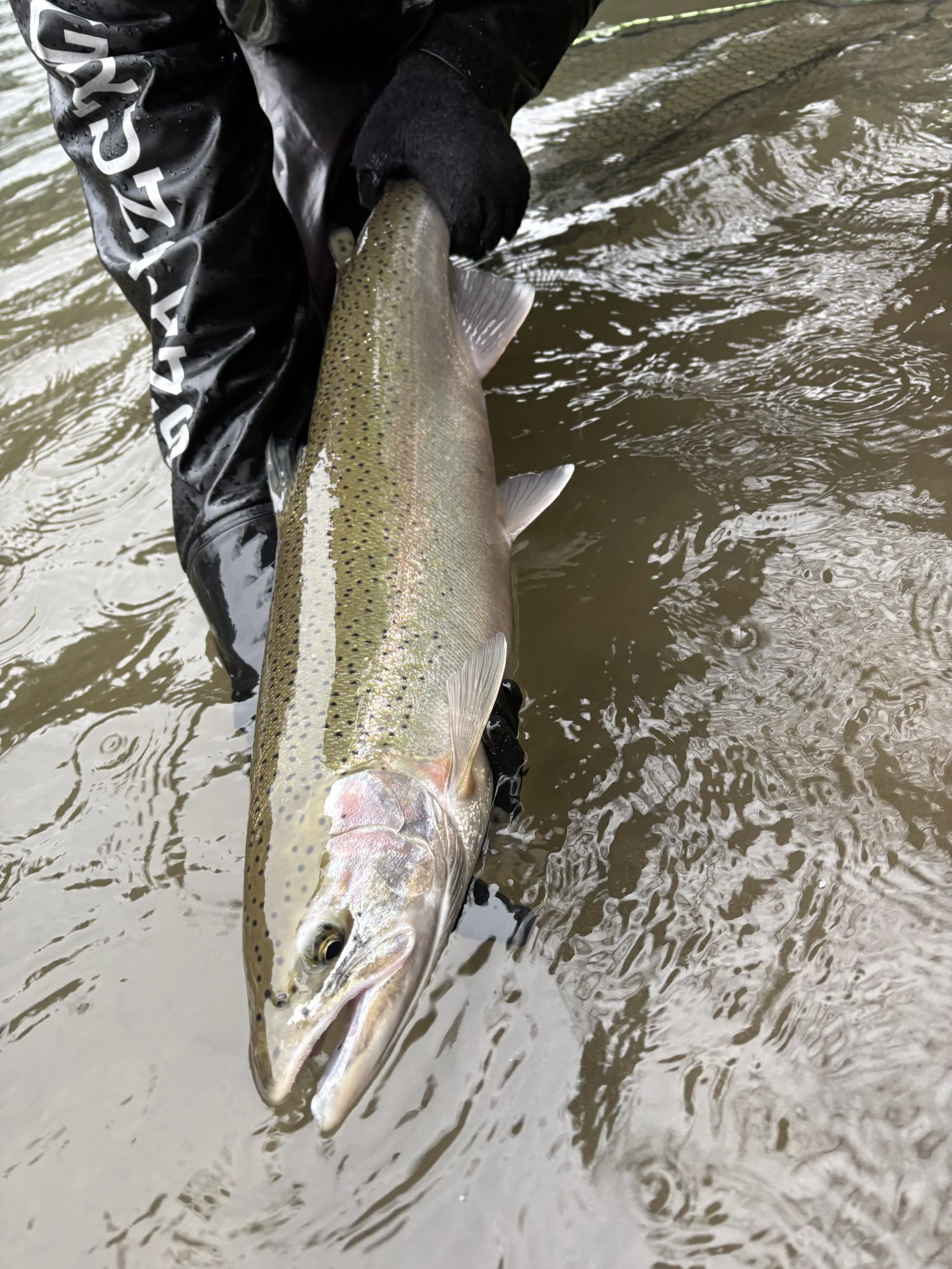 2/21/2026 - Sol Duc Steelhead, Hen, Len: 28. Blue scale