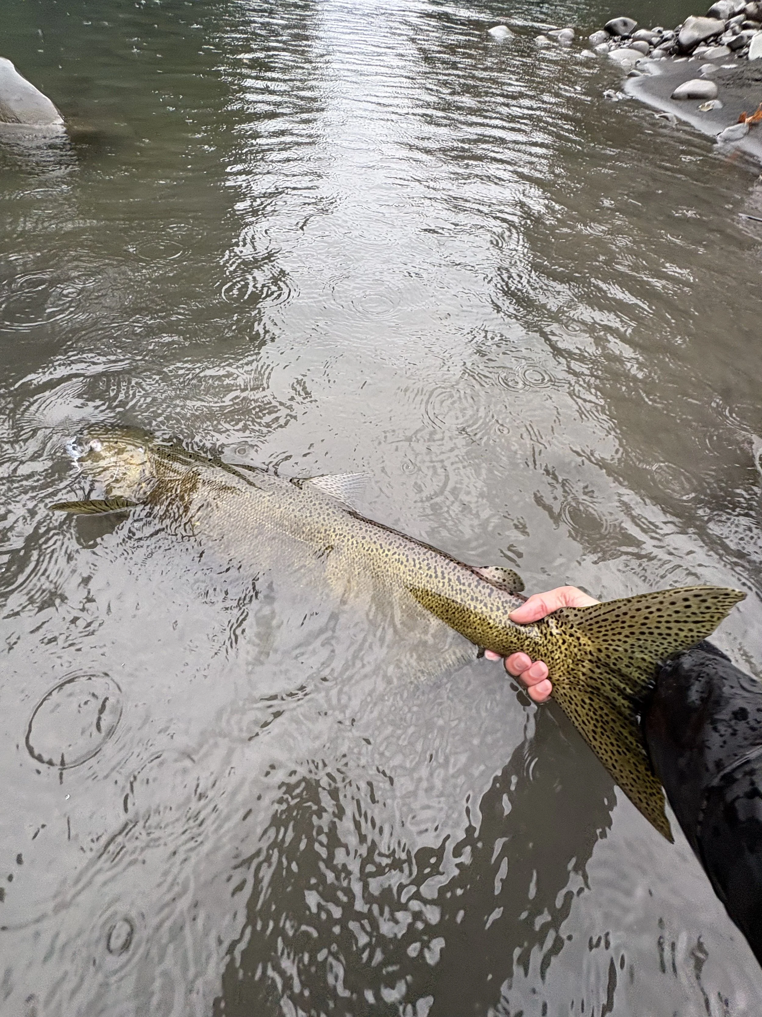 09/24/2026 - Hoh Summer King, Silver / Bronze Steelhead Slammer, Mini Canyon