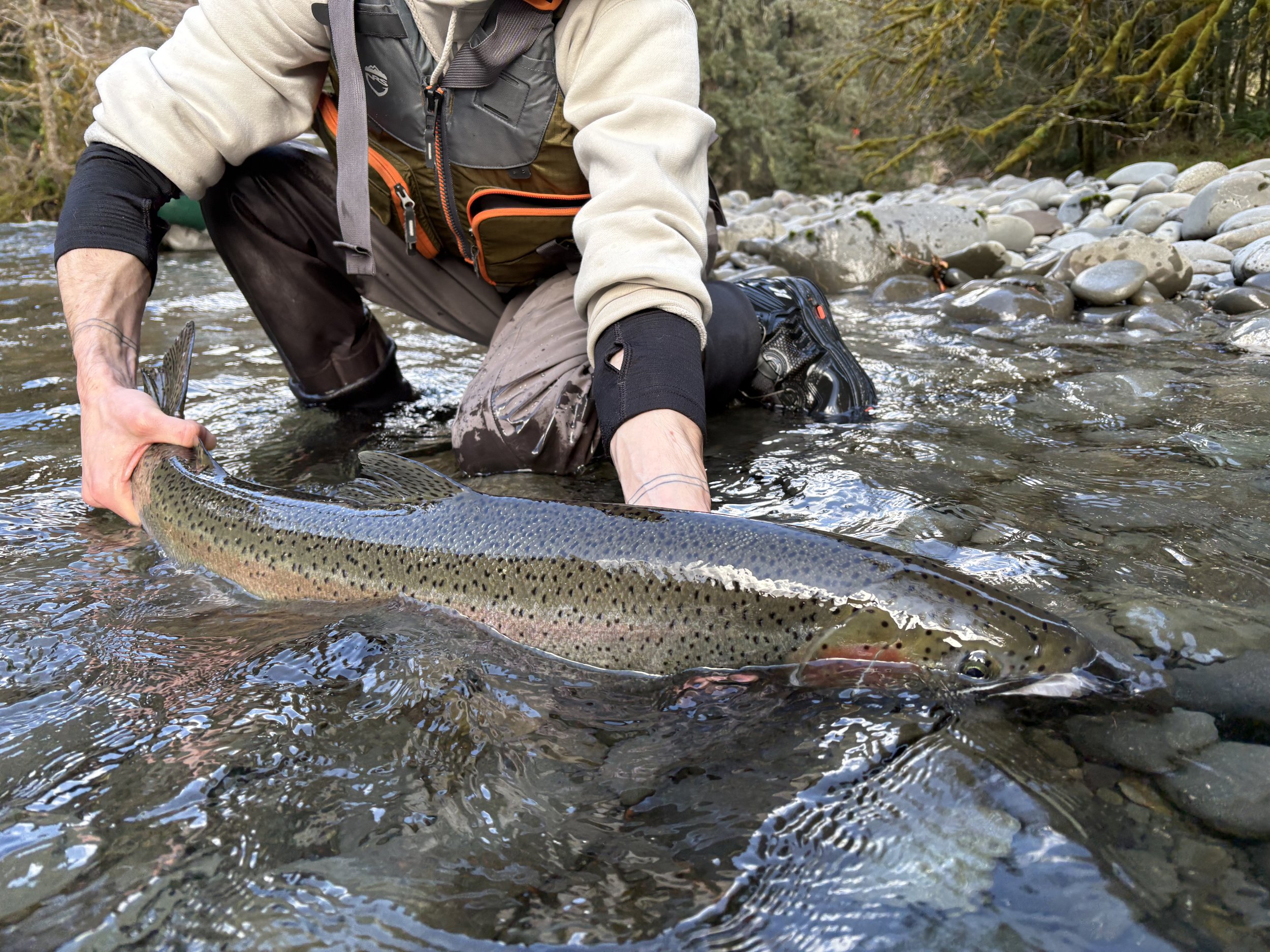 3/08/2026 - Duc Steelhead, Hen, Len: 37. Blue Scale