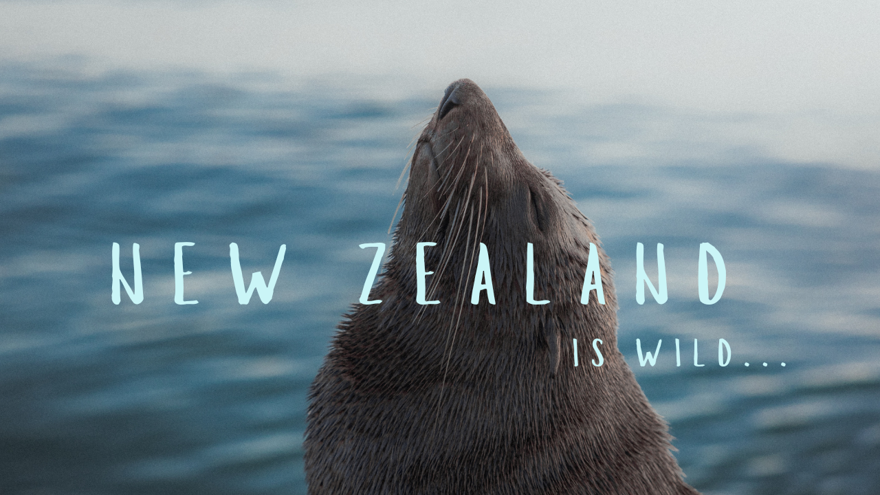 The Wild Sounds Of New Zealand