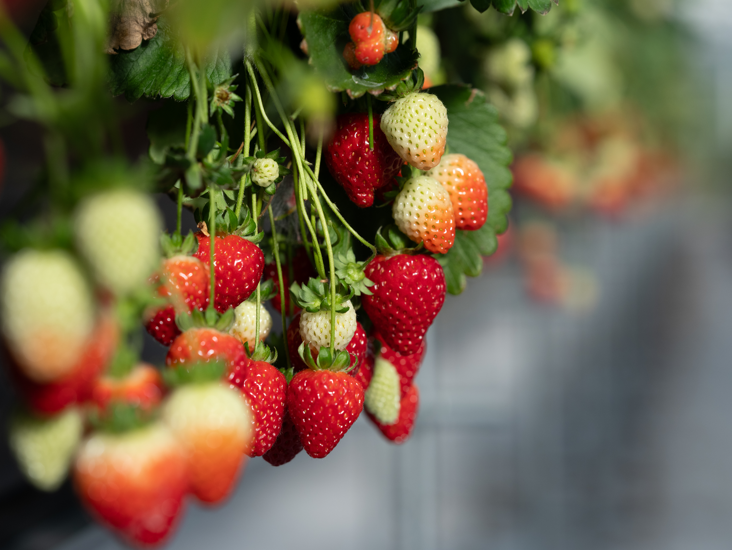 Close-up of ripe and unripe strawberries growing on a plant with green leaves.