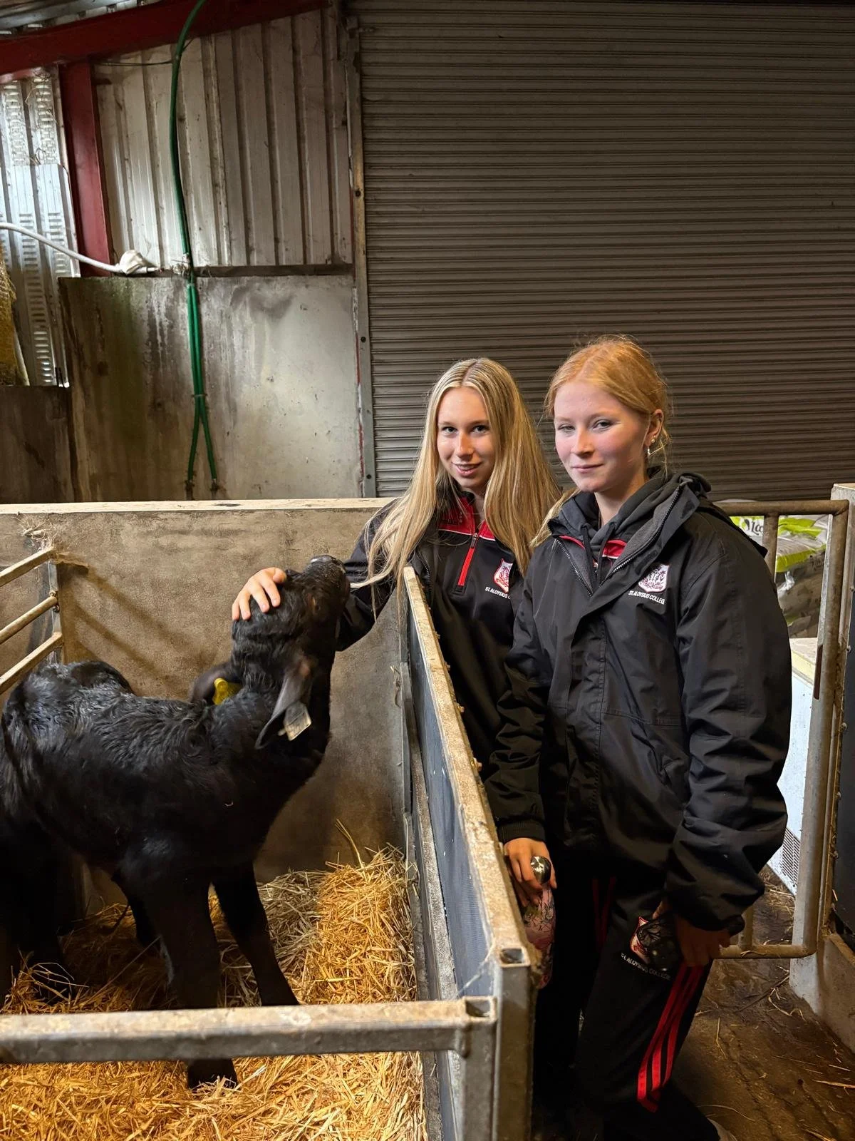 A Visit to Macroom Buffalo Farm!