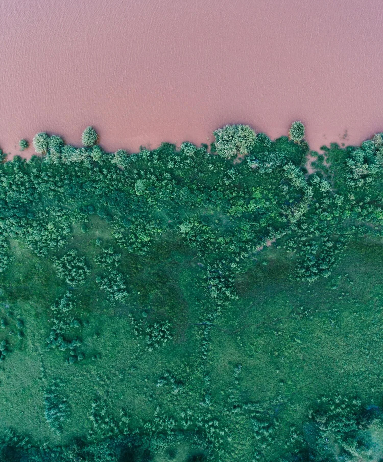 Overhead shot of a green forest next to a pink-coloured lake