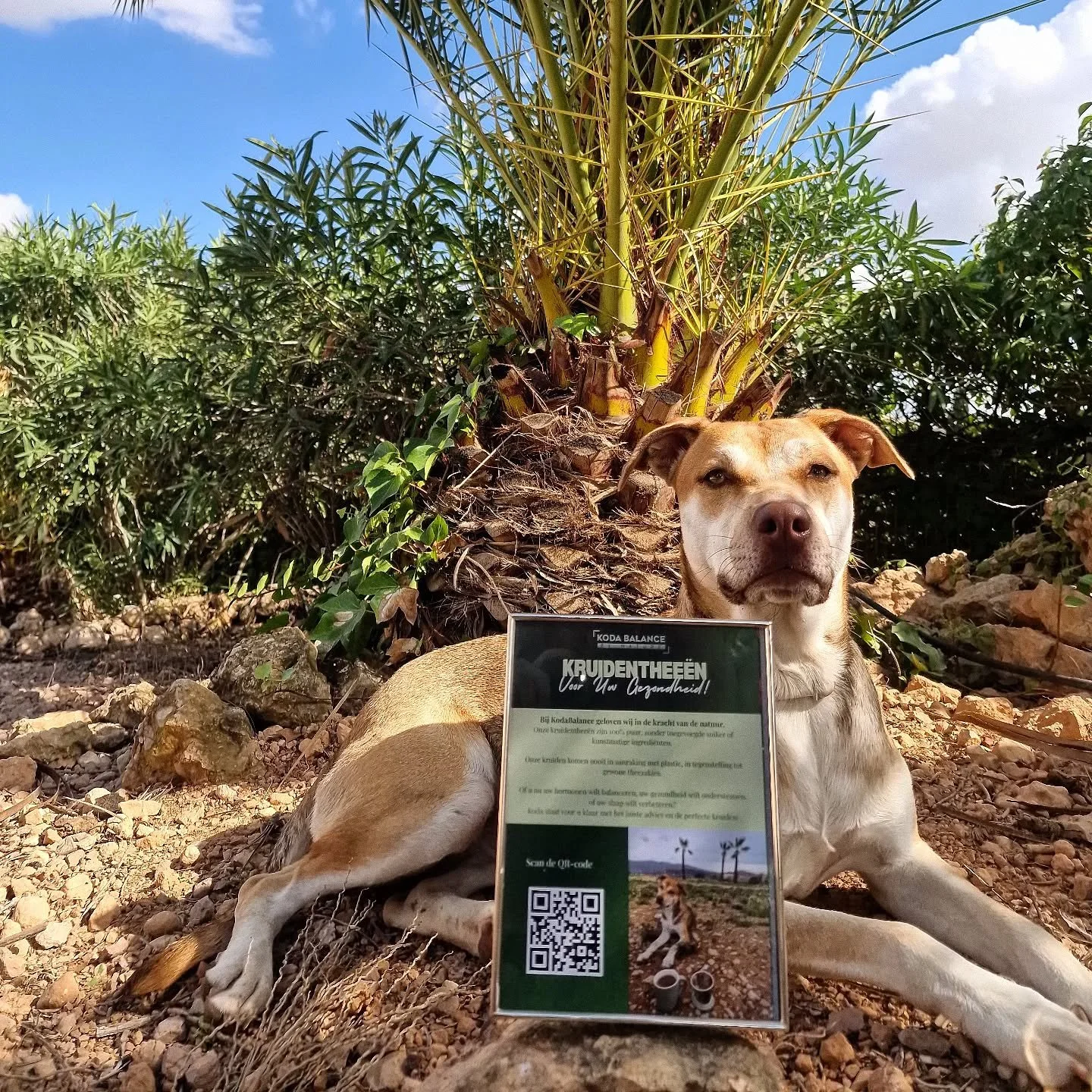 Balans begint bij kleine stappen &mdash; of vier pootjes 🐾
Trots op de nieuwe flyers &eacute;n op het model dat ze met volle overtuiging promoot.🌿💚