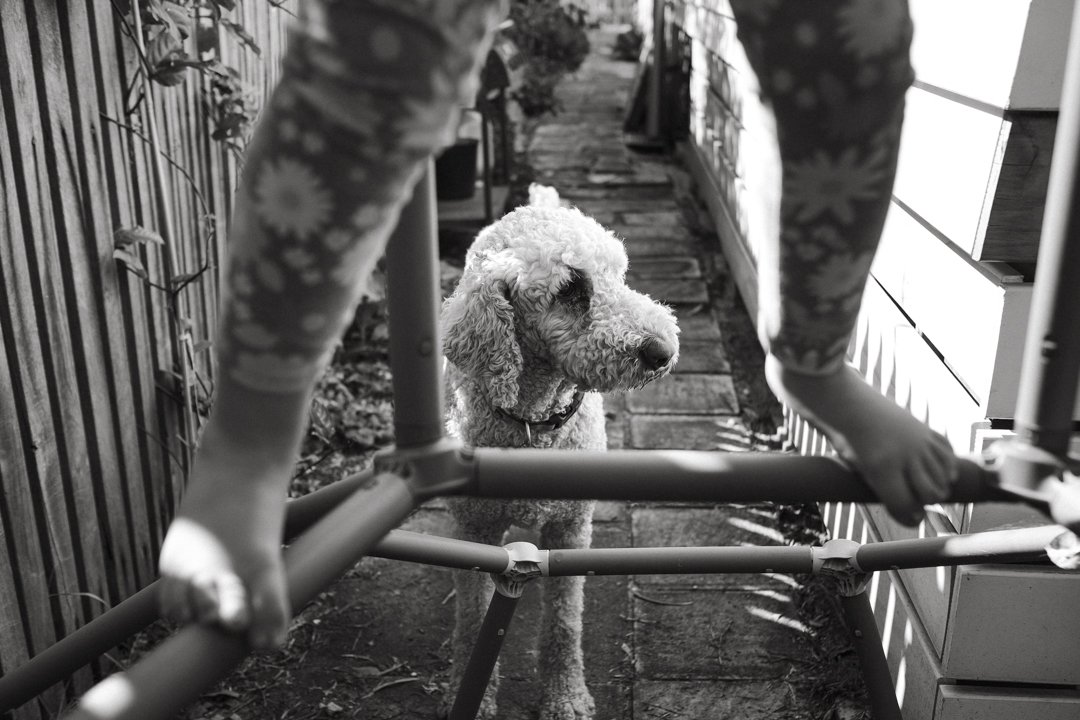 A curly-haired dog standing on a path between two structures, with a pair of child's feet wearing floral-patterned leggings climbing on a jungle gym above.