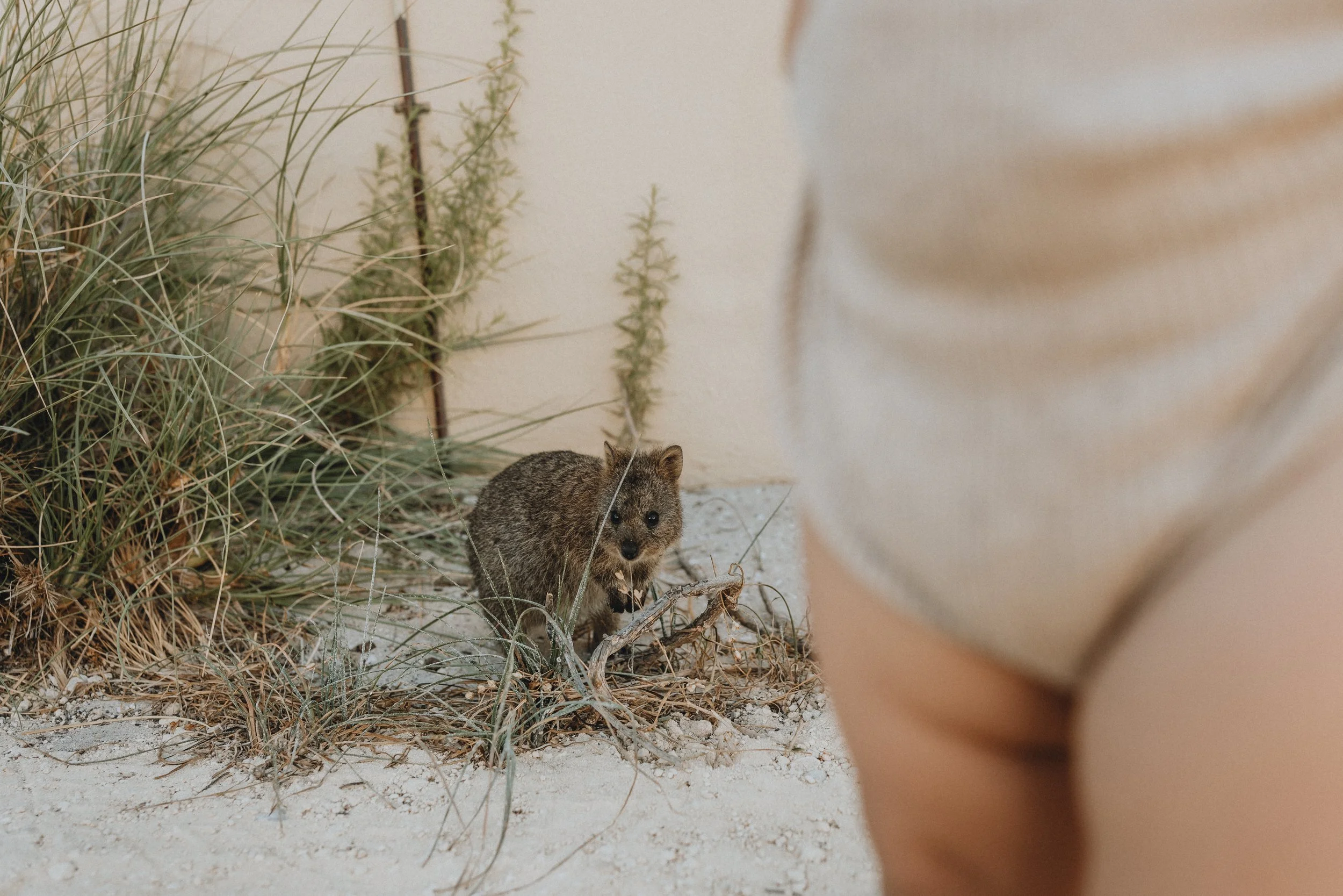 A quokka standing on sandy ground near grass with a blurred person in the foreground.