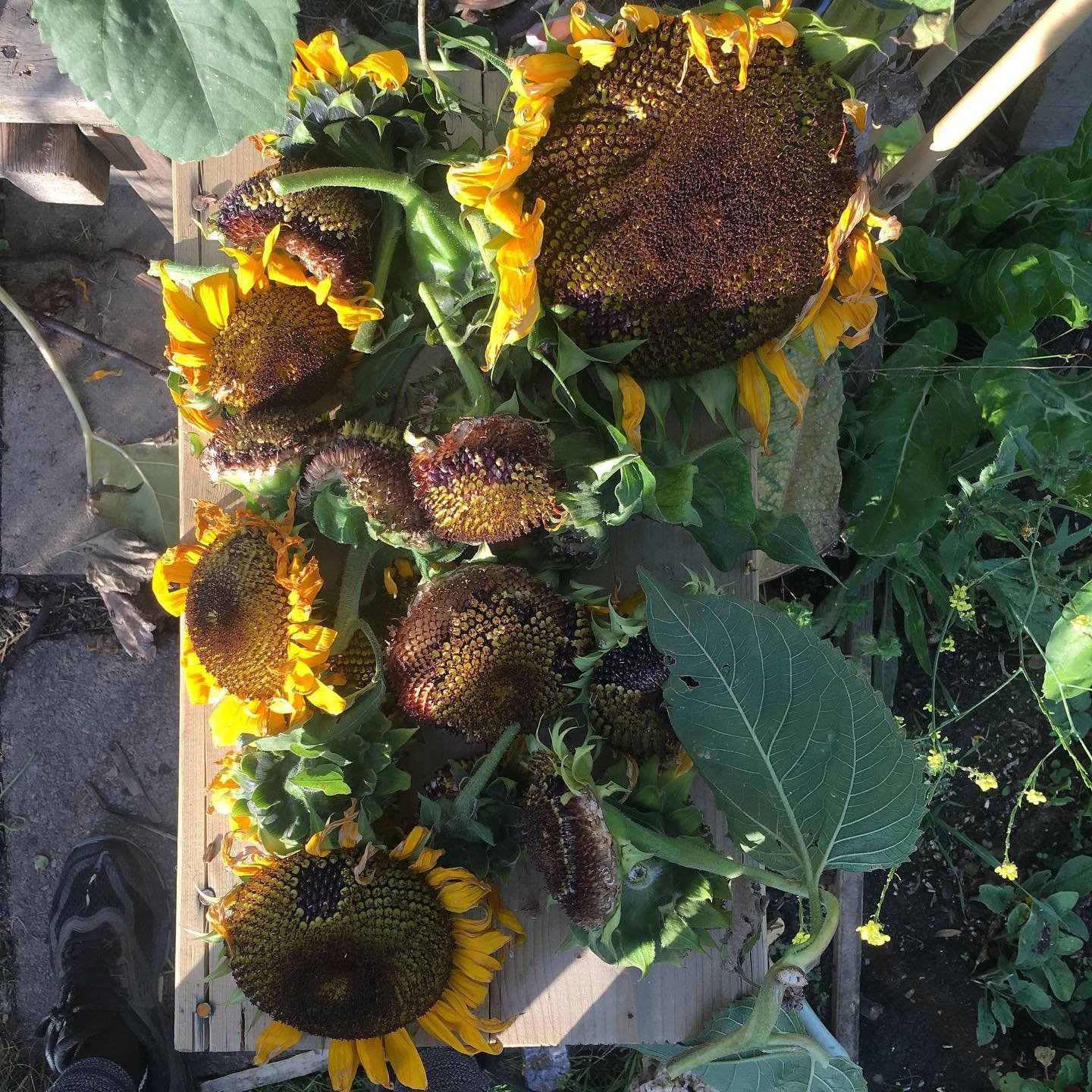 A sea of Hopi sunflowers 🌻 for the dye pot, grown on the plot! I left some for the parakeets to nibble and some for me 🌻 Apparently you can make a range of colours from maroons, dark purple, deep lavender, medium blue and black dye. Can&rsquo;t wai