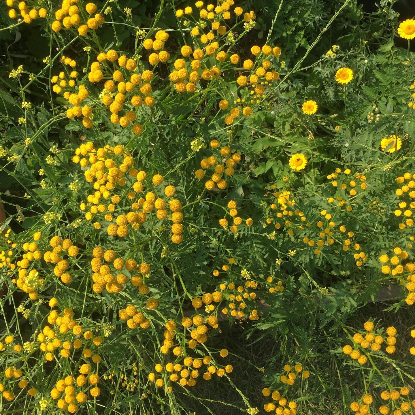 Tansy, soooo excited to dye with all of these flowers grown on the plot. #naturaldyes #sustainablefashion
