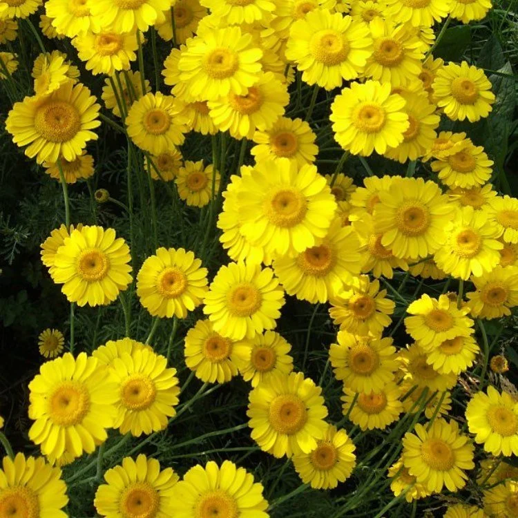 Little sunshines 🌞This is Dyer&rsquo;s chamomile. Such a tangle in the dye garden and I found some plum 🍅 tomatoes growing too. Win ! #naturaldyes #sustainablefashion #sustainableliving