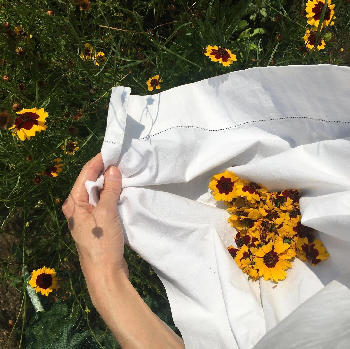 What a lovely day! Picking coreopsis in the sunshine, it produces a beautiful sunny yellow dye🌞 ☀️ 
Shop opening THIS Friday with made to order naturally dyed pieces. www.wearepatchup.com🌻🌱#sustainablefashion #vintage #naturaldye
