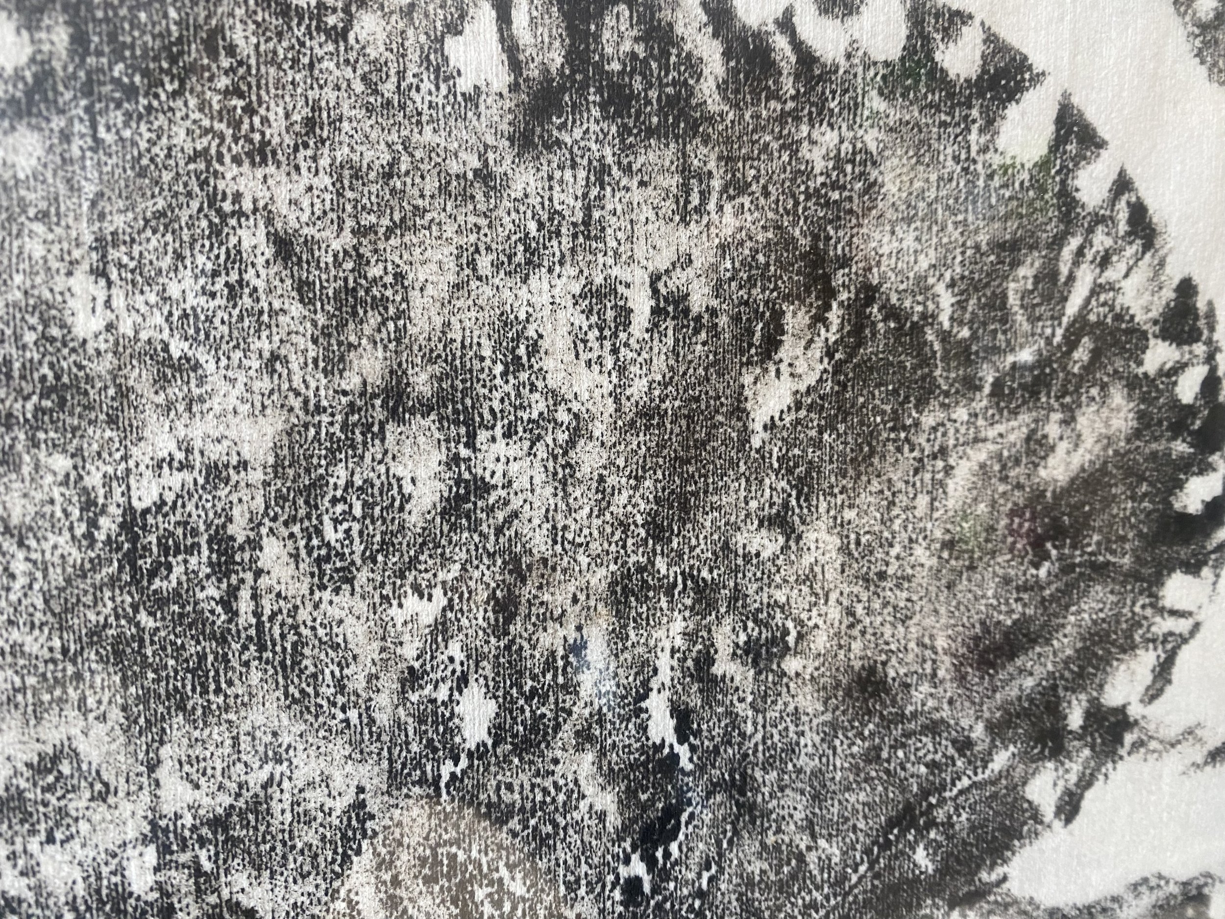 Tourteau de Bretagne