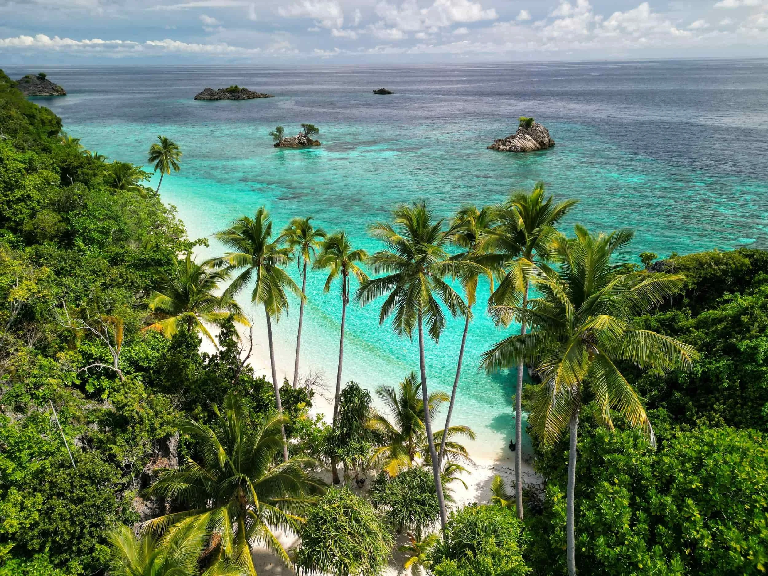misool raja ampat indonesia palms