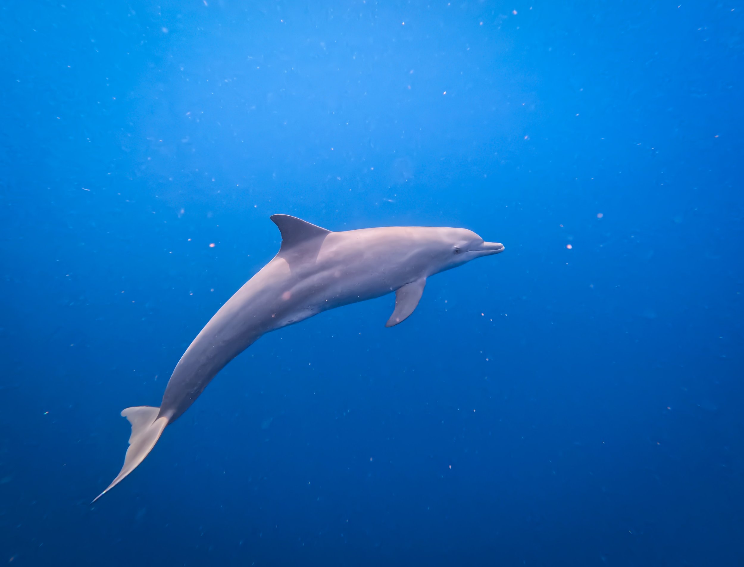 dolphins raja ampat.jpg