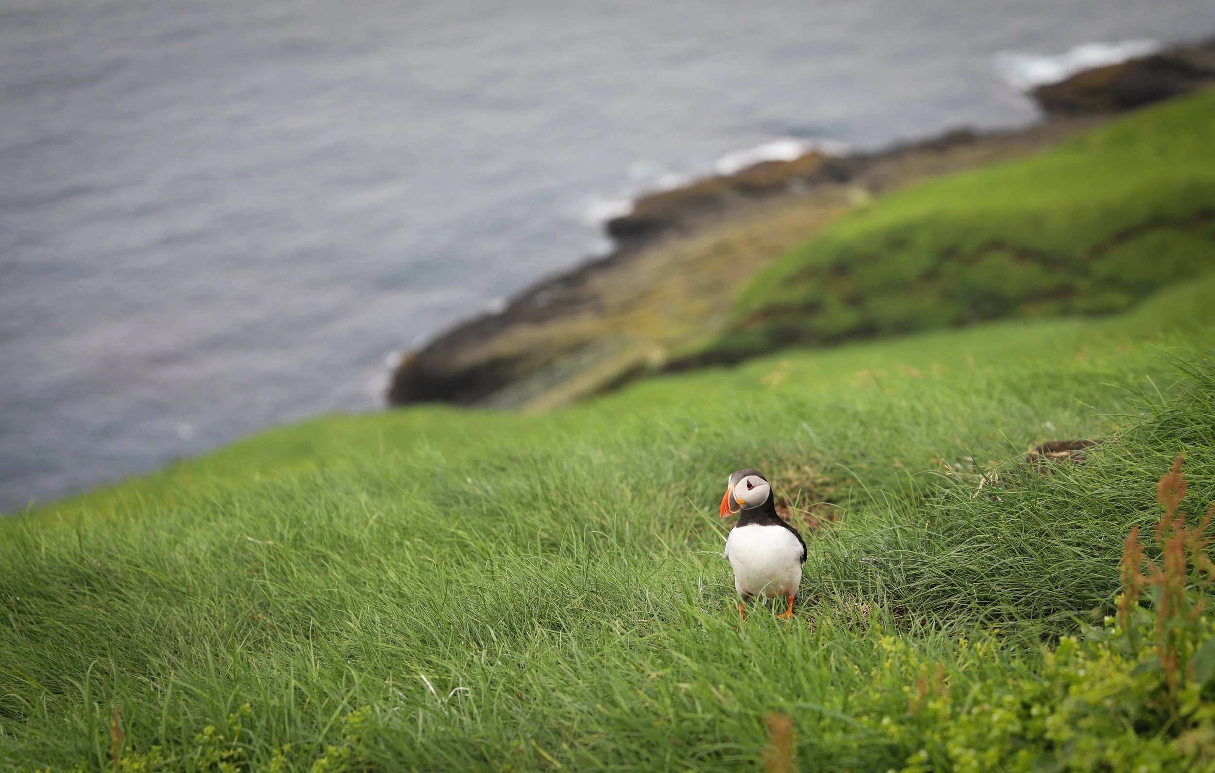 puffins on mykines in the faroe islands