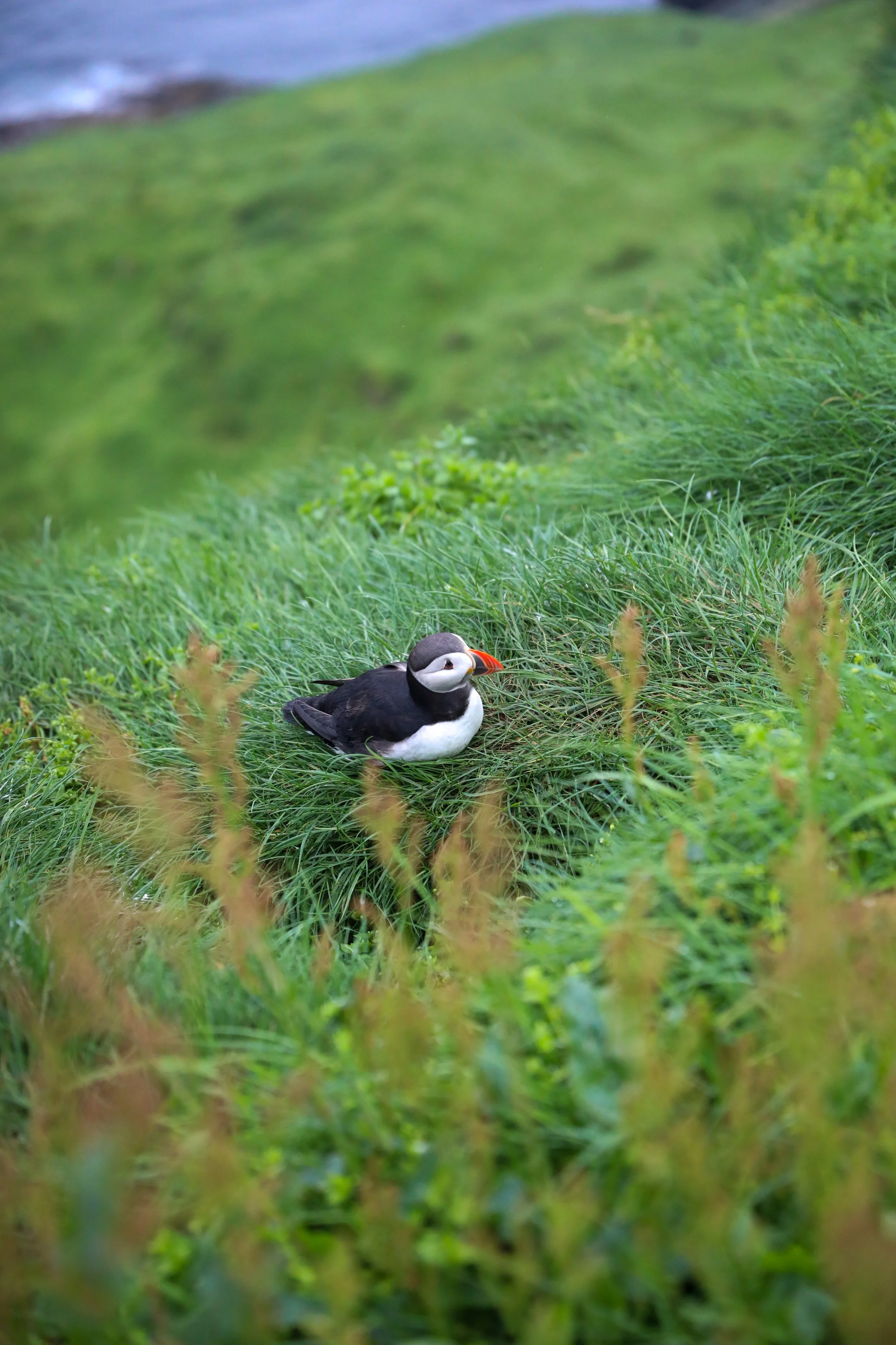 puffin_nesting_mykines_faroeislands.jpeg
