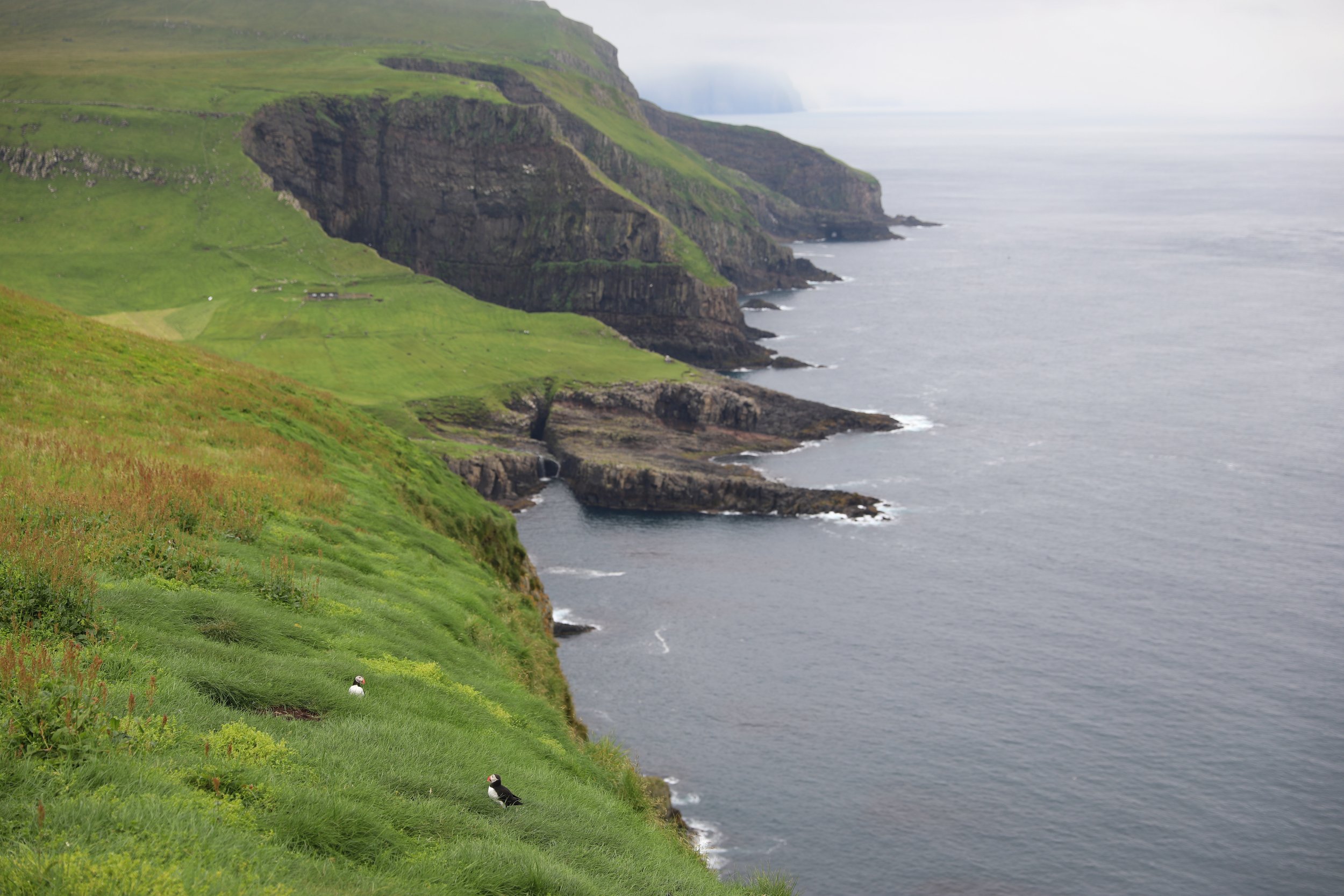 mykines_cliffs_puffins.jpeg