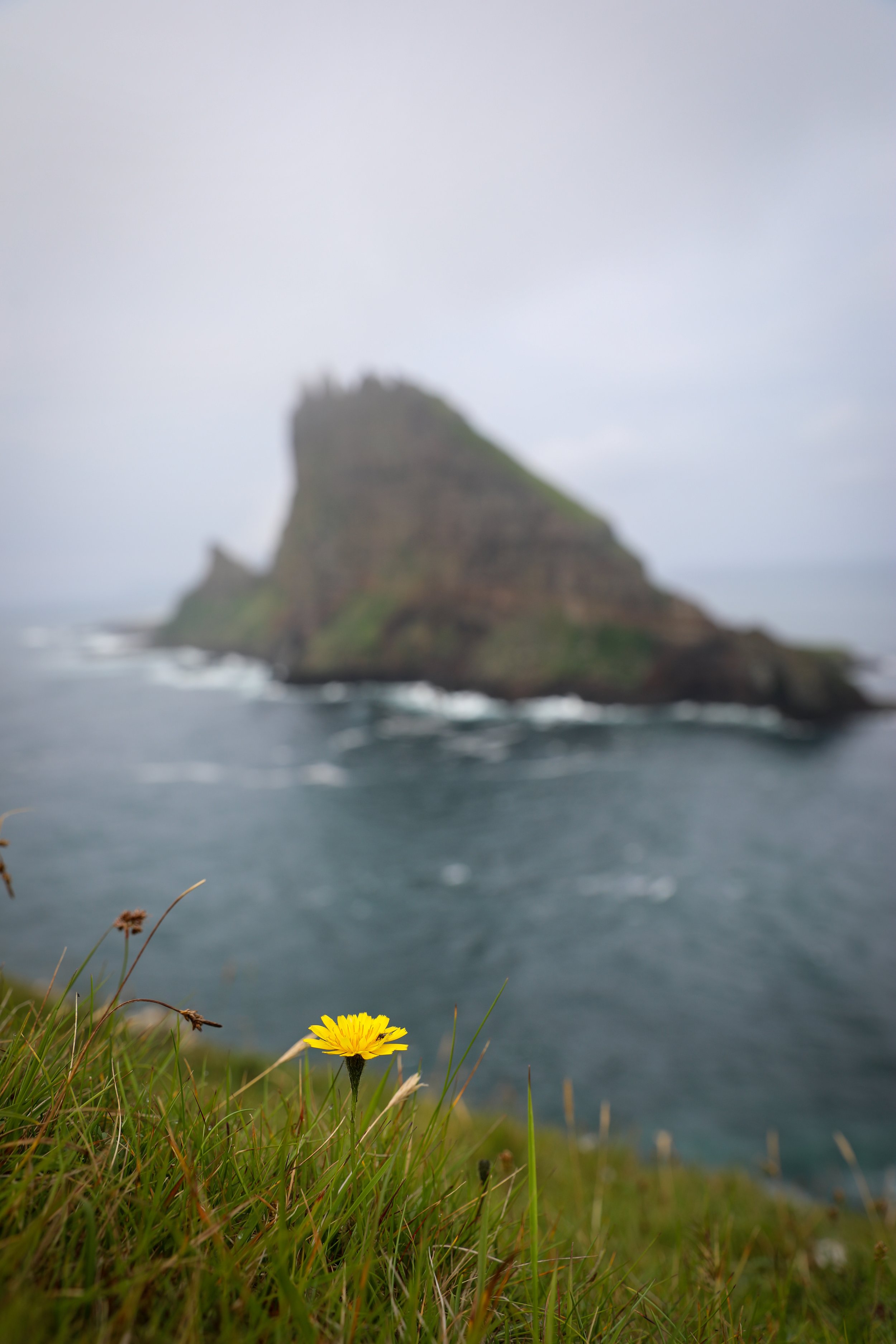 drangarnir sea stack flower.jpeg