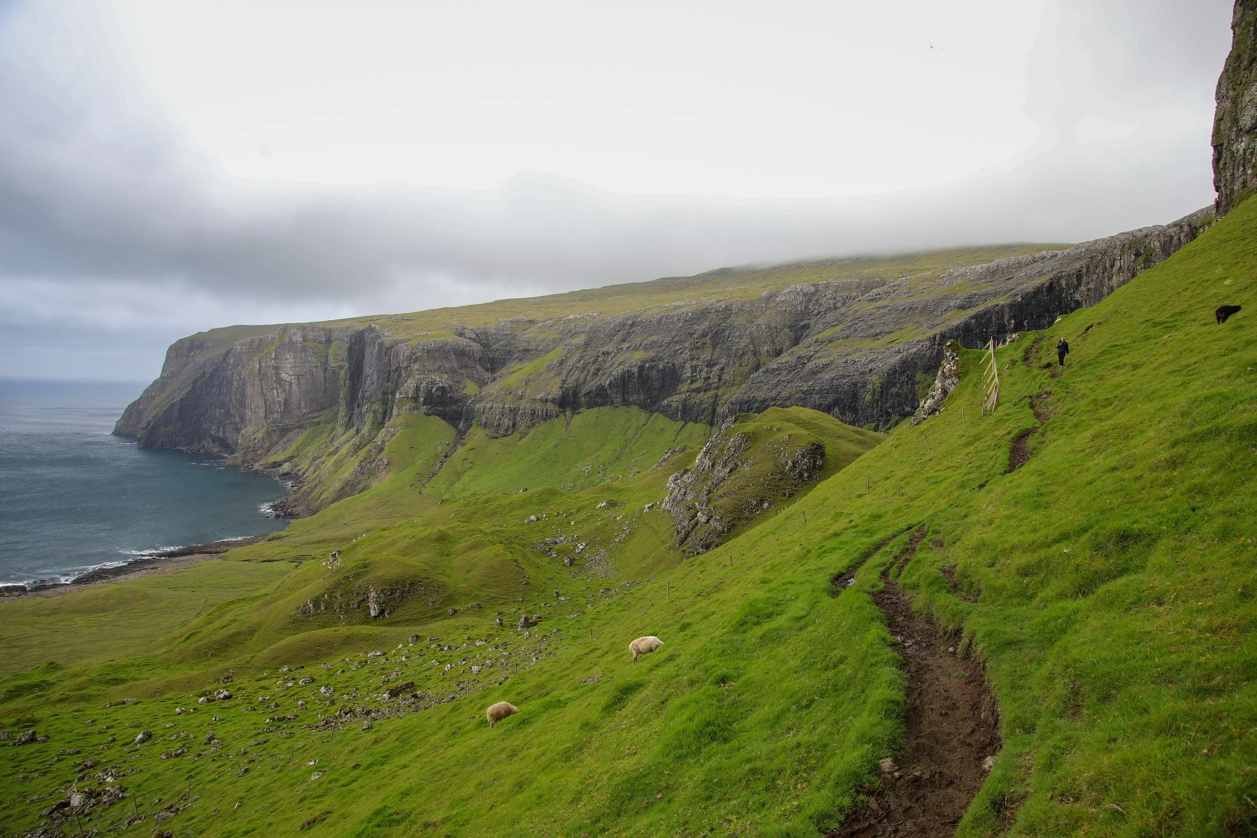 Hvannhagi Hiking Trail Sheep.jpg