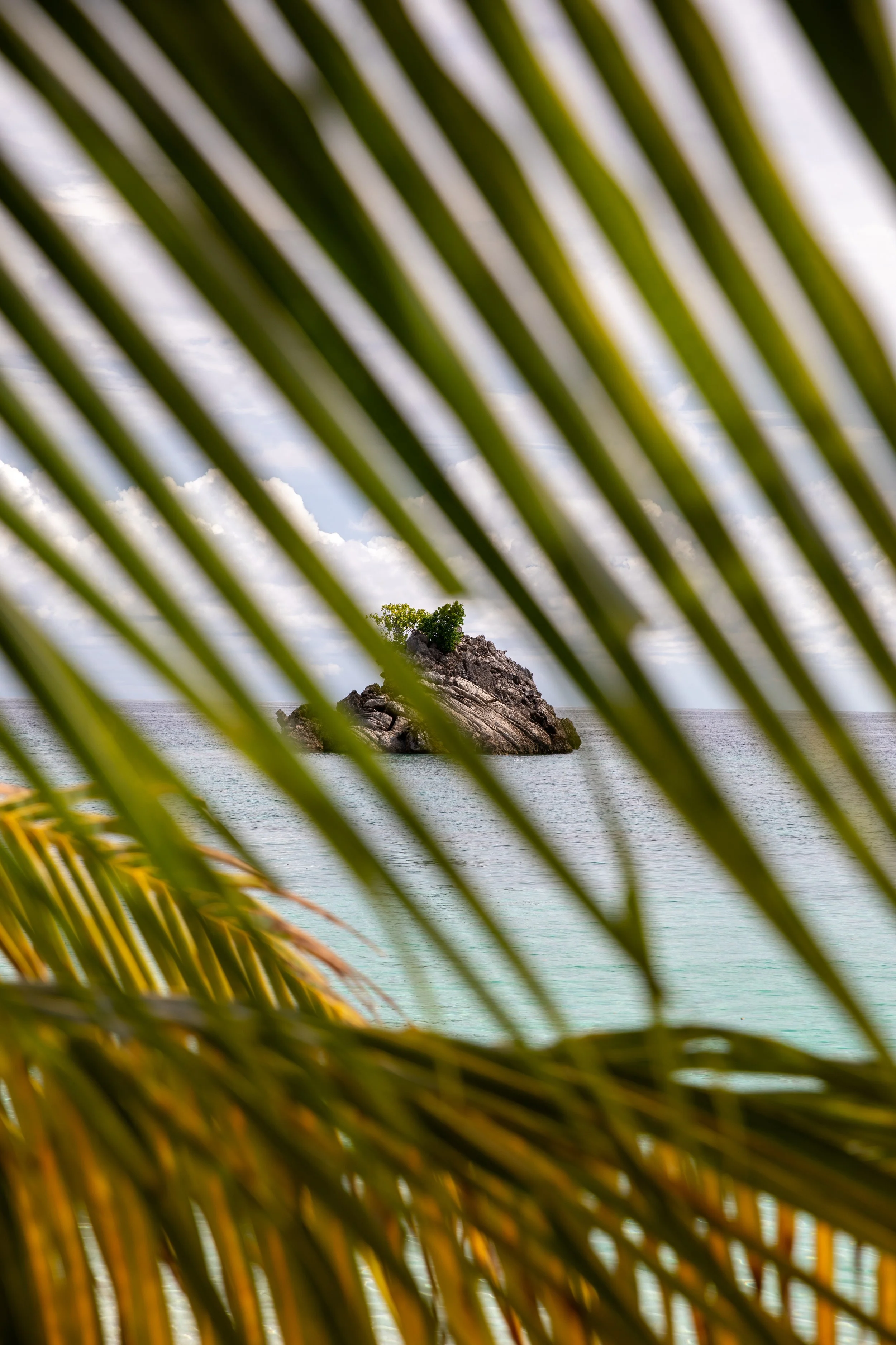 Kalig_beach_raja_ampat_palm.jpg