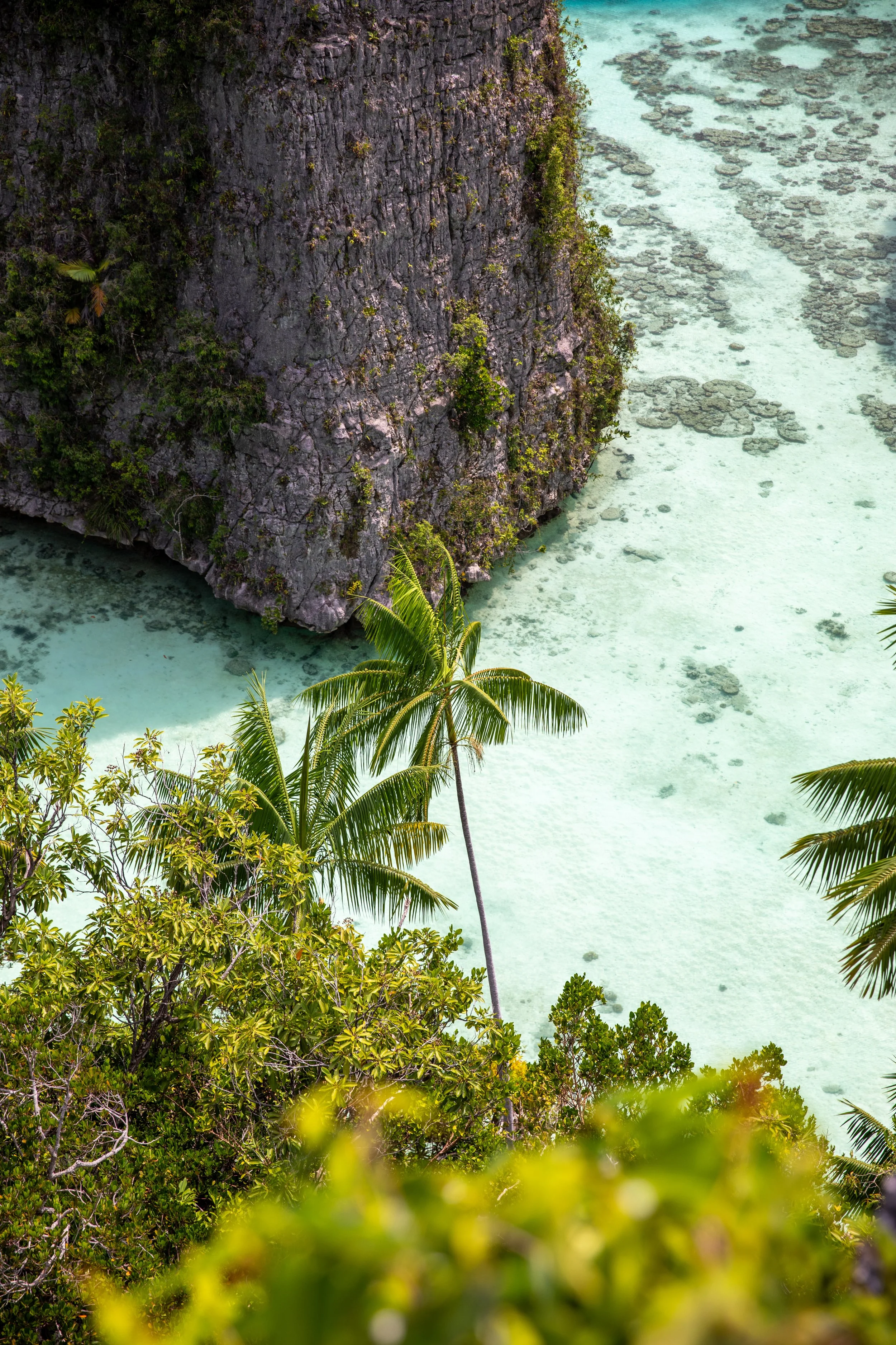 balbulol_lagoon_palmtree.jpg